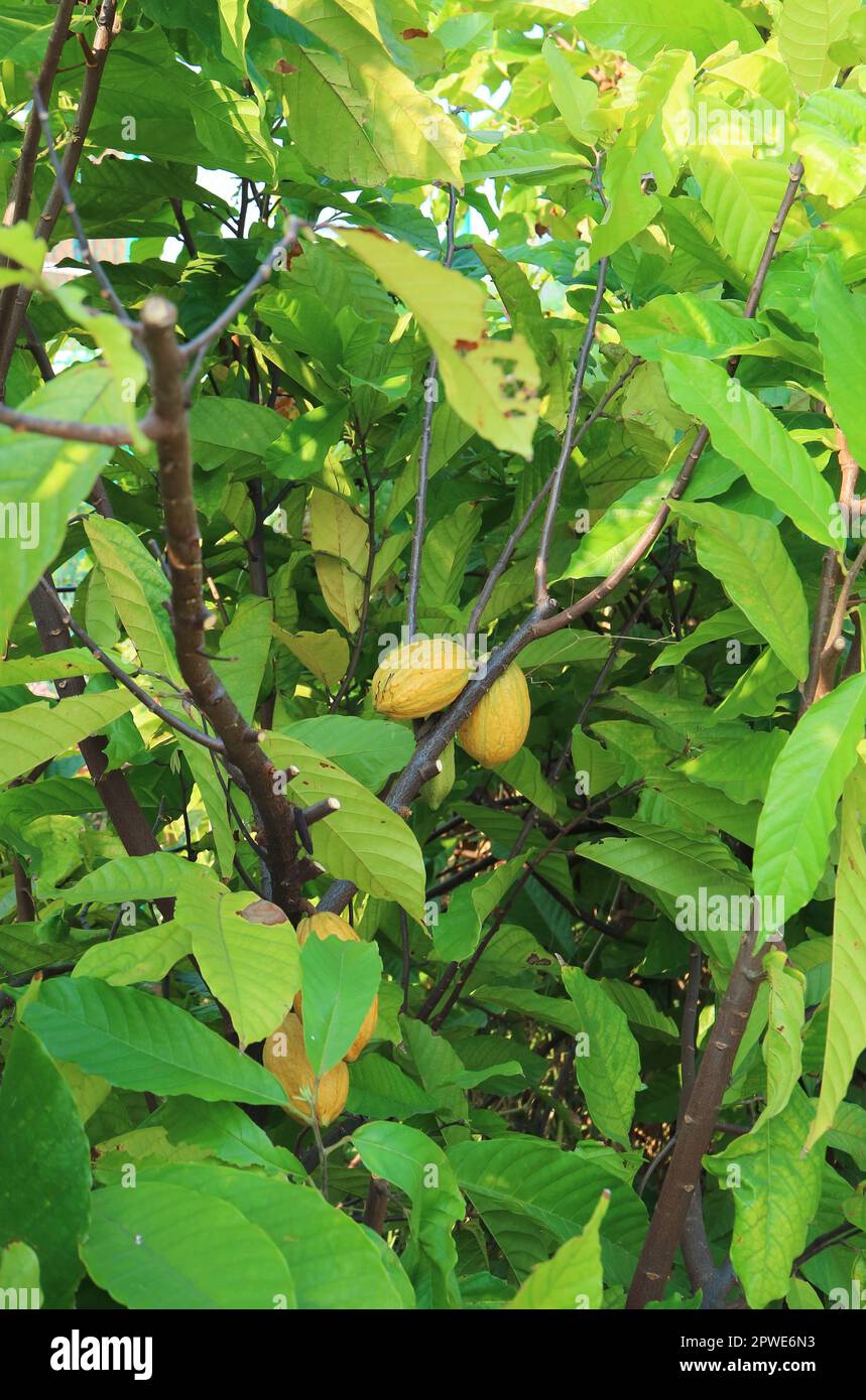Cacao Tree or Theobroma Cacao with Ripening Fruits Called Cacao Pods Stock Photo