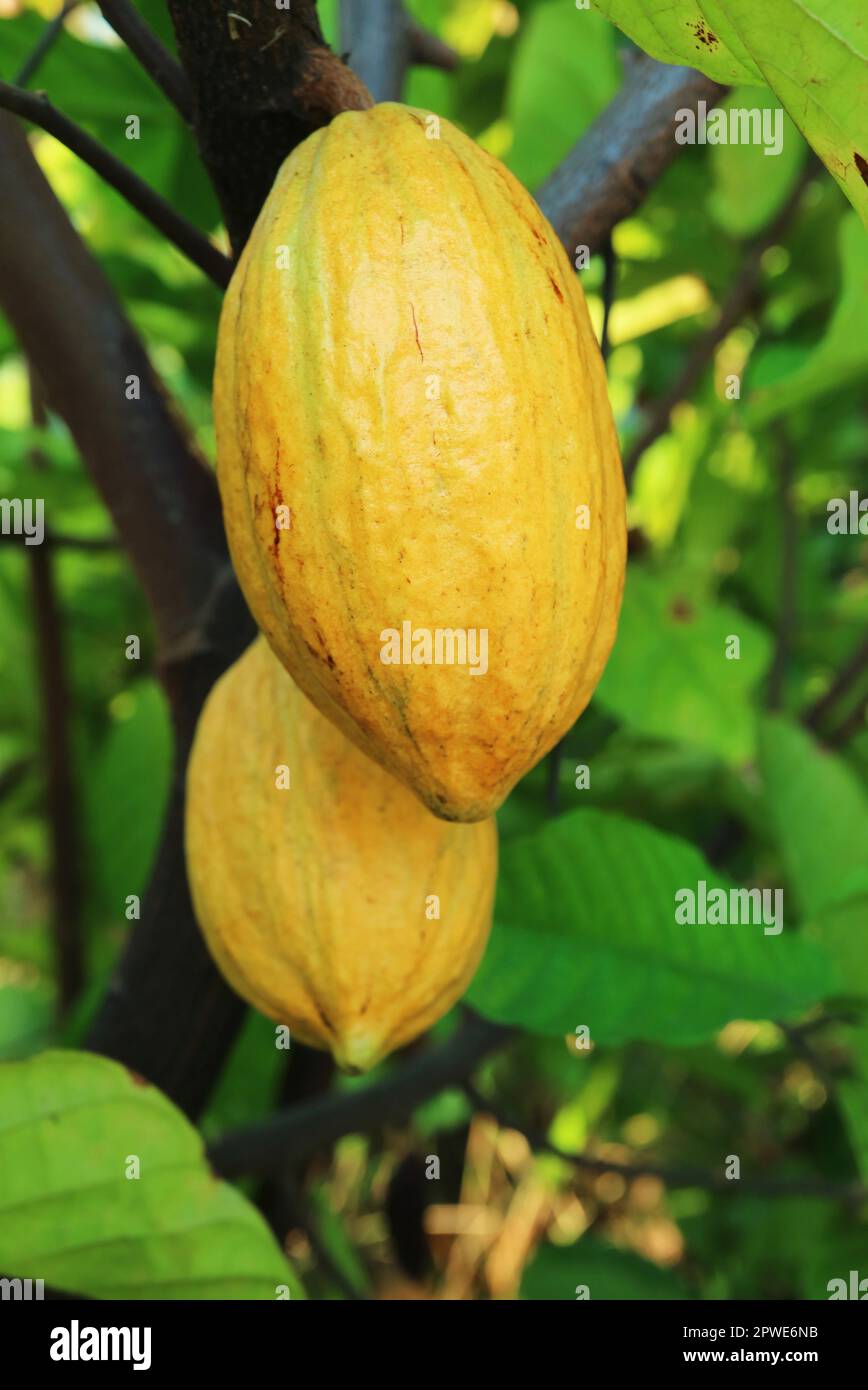 Closeup of Cacao Fruits Called Cacao Pods Ripening on Their Tree Stock Photo