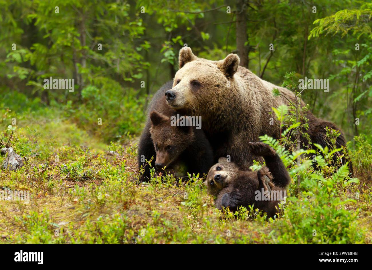 Close up of female Eurasian brown bear (Ursos arctos) and her playful ...