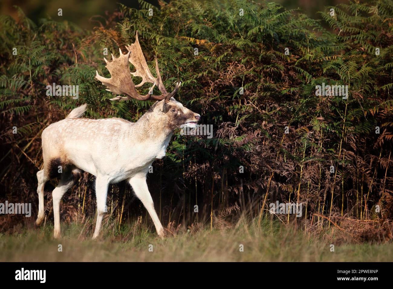 White Fallow Deer Uk