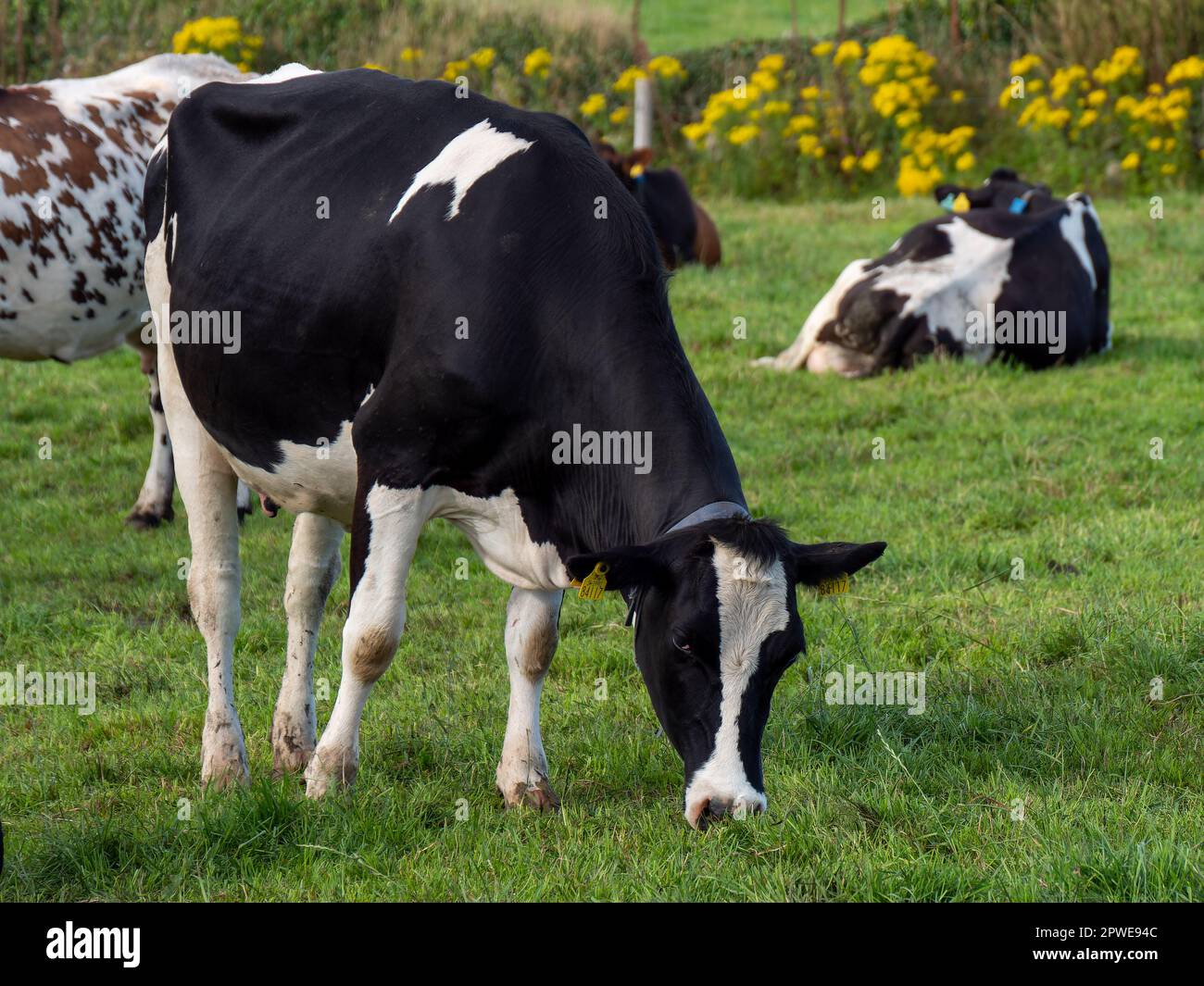 One black and white cow eats grass on an Irish farm field in summer ...