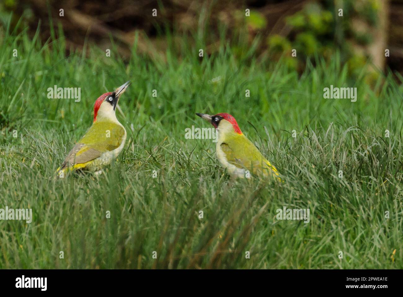 Female and Male European Green Woodpeckers, Picus viridis, on grass. Photo by Amanda Rose/Alamy Stock Photo