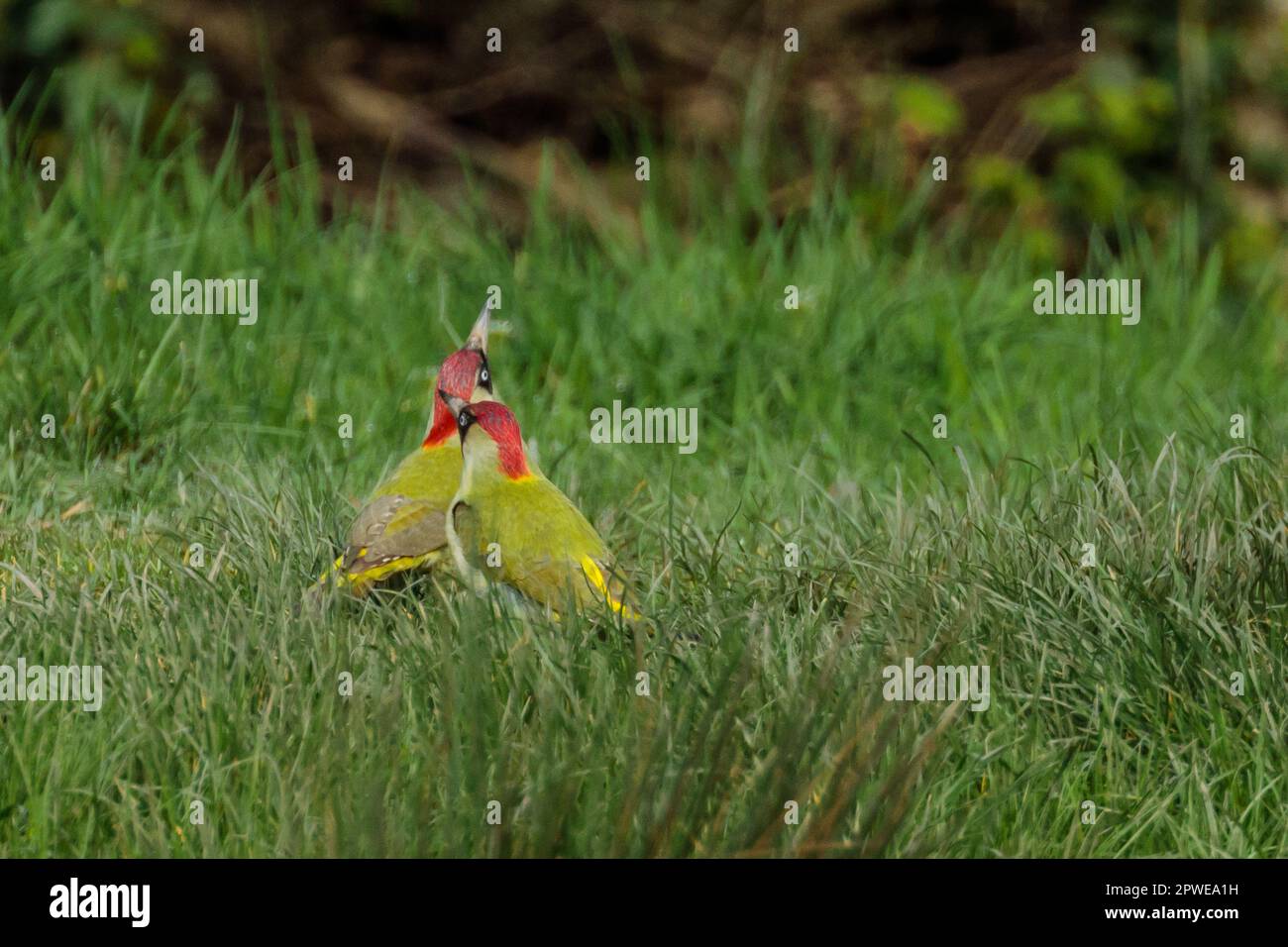 Male and Female European Green Woodpeckers, Picus viridis, courting on grass. Photo by Amanda Rose/Alamy Stock Photo