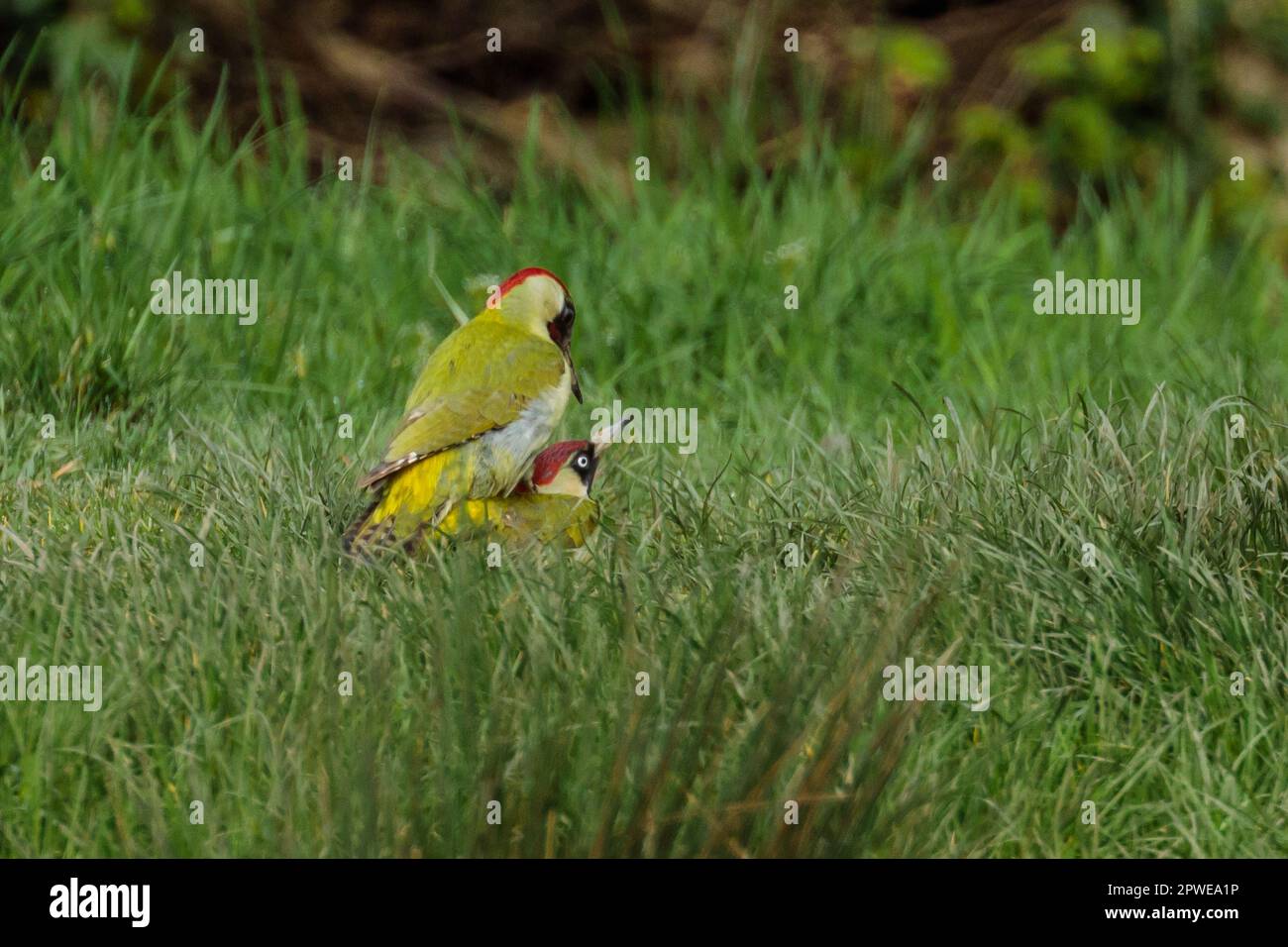 Male And Female European Green Woodpeckers Picus Viridis Mating On male-and-female-european-green-woodpeckers-picus-viridis-mating-on