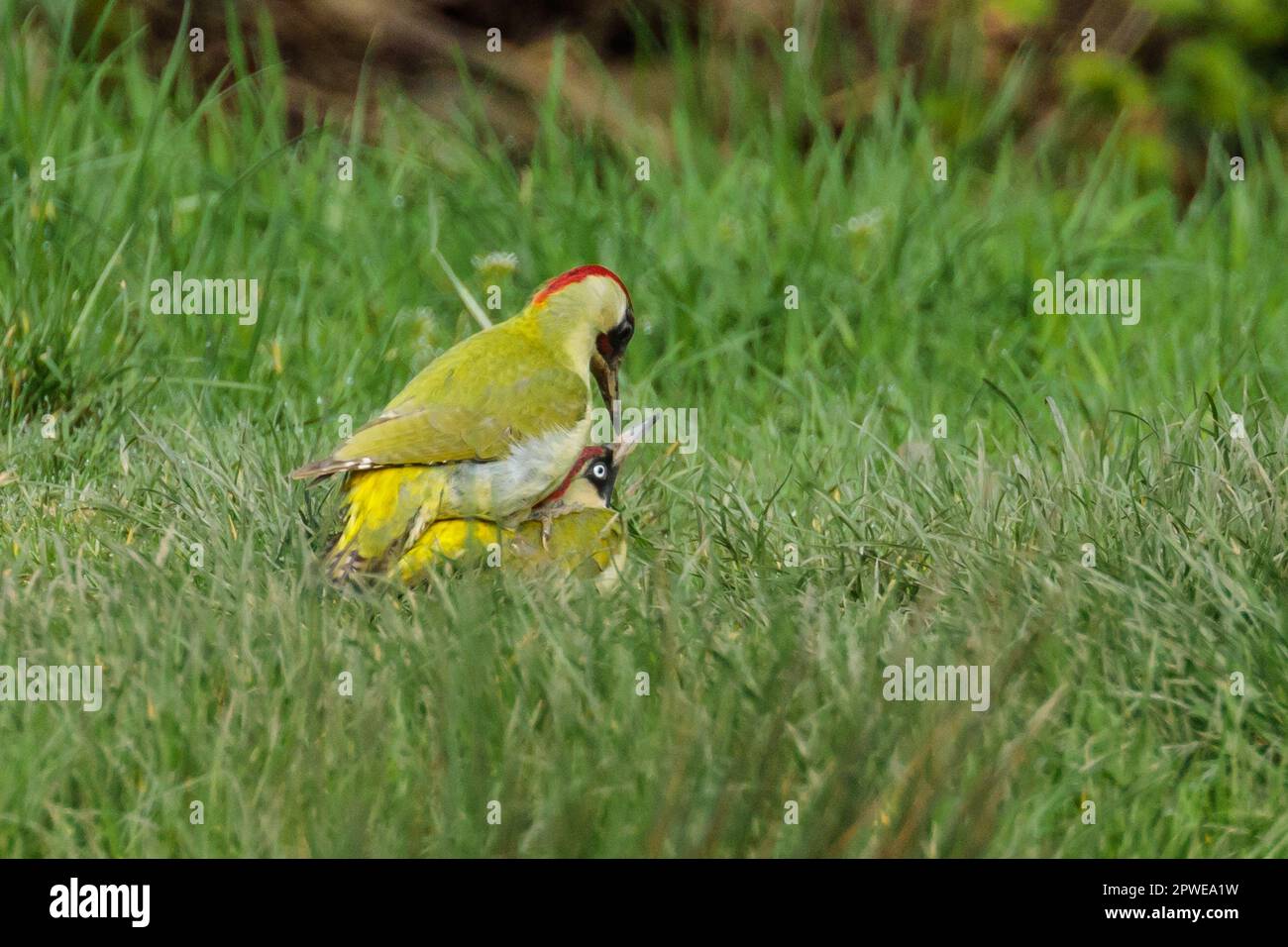 Male and Female European Green Woodpeckers, Picus viridis, mating on grass. Photo by Amanda Rose/Alamy Stock Photo