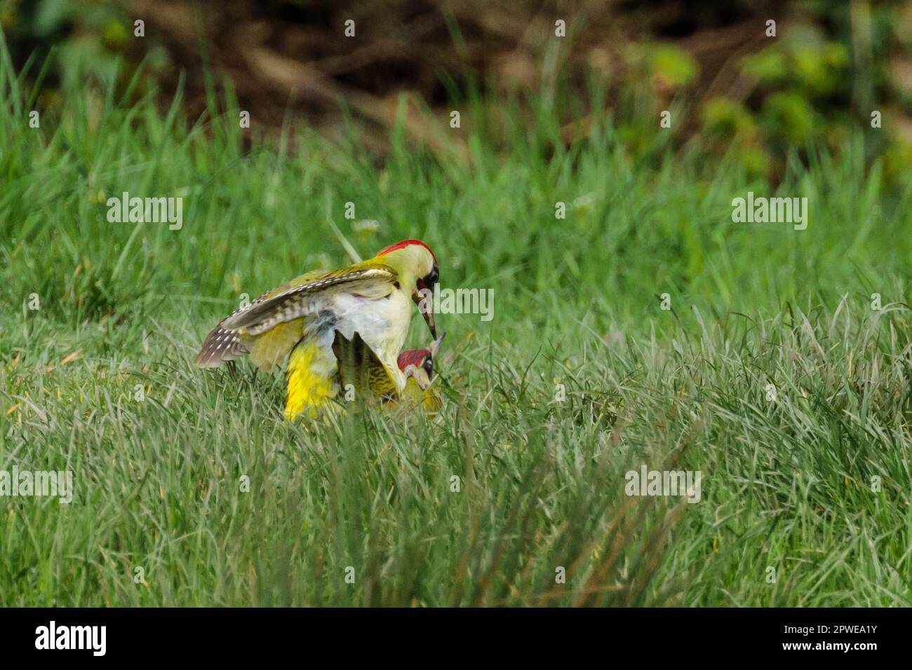 Male And Female European Green Woodpeckers Picus Viridis Mating On male-and-female-european-green-woodpeckers-picus-viridis-mating-on
