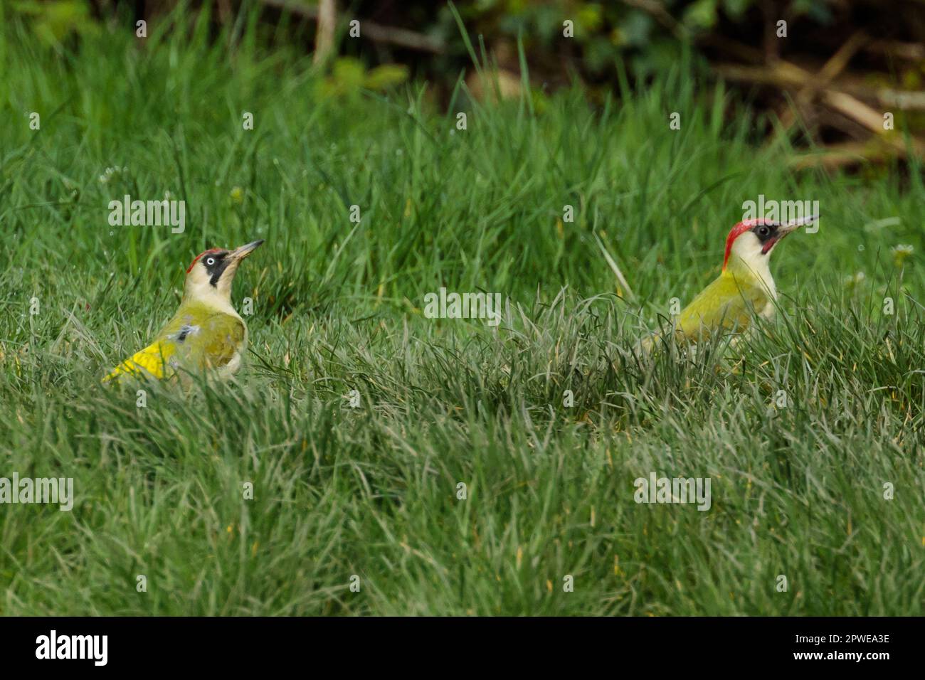 Female and Male European Green Woodpeckers, Picus viridis, on grass. Photo by Amanda Rose/Alamy Stock Photo