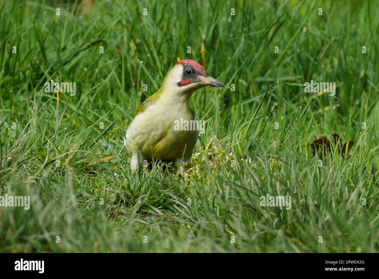 Male European Green Woodpecker, Picus viridis, with a muddy beak, on grass. Photo by Amanda Rose/Alamy Stock Photo