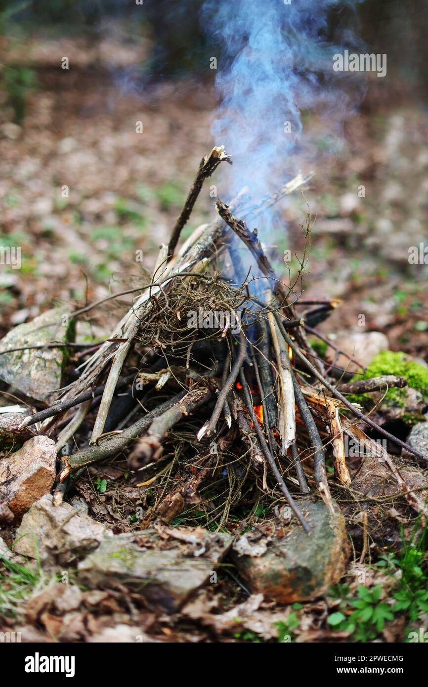 A bonfire in a pine forest Stock Photo