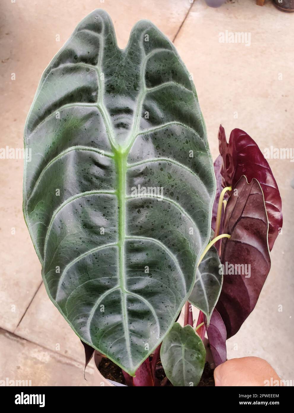 Close up of the beautiful dark leaves of Alocasia Watsonia Silver Stock Photo