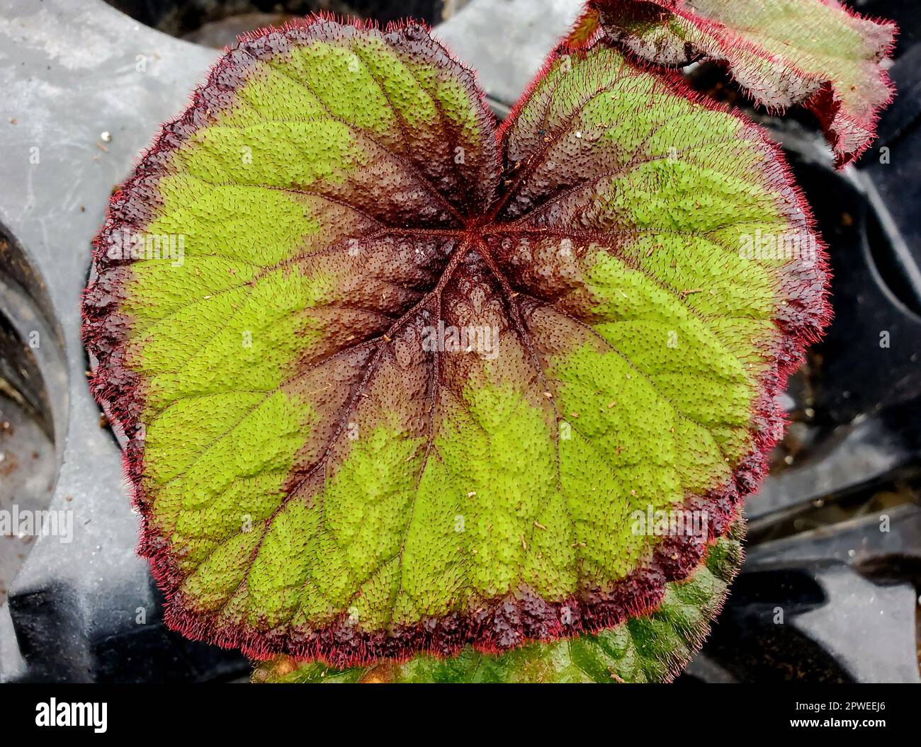 The vibrant color leaf of Begonia Rhizomatous Curly Fire Flush, an annual plant Stock Photo