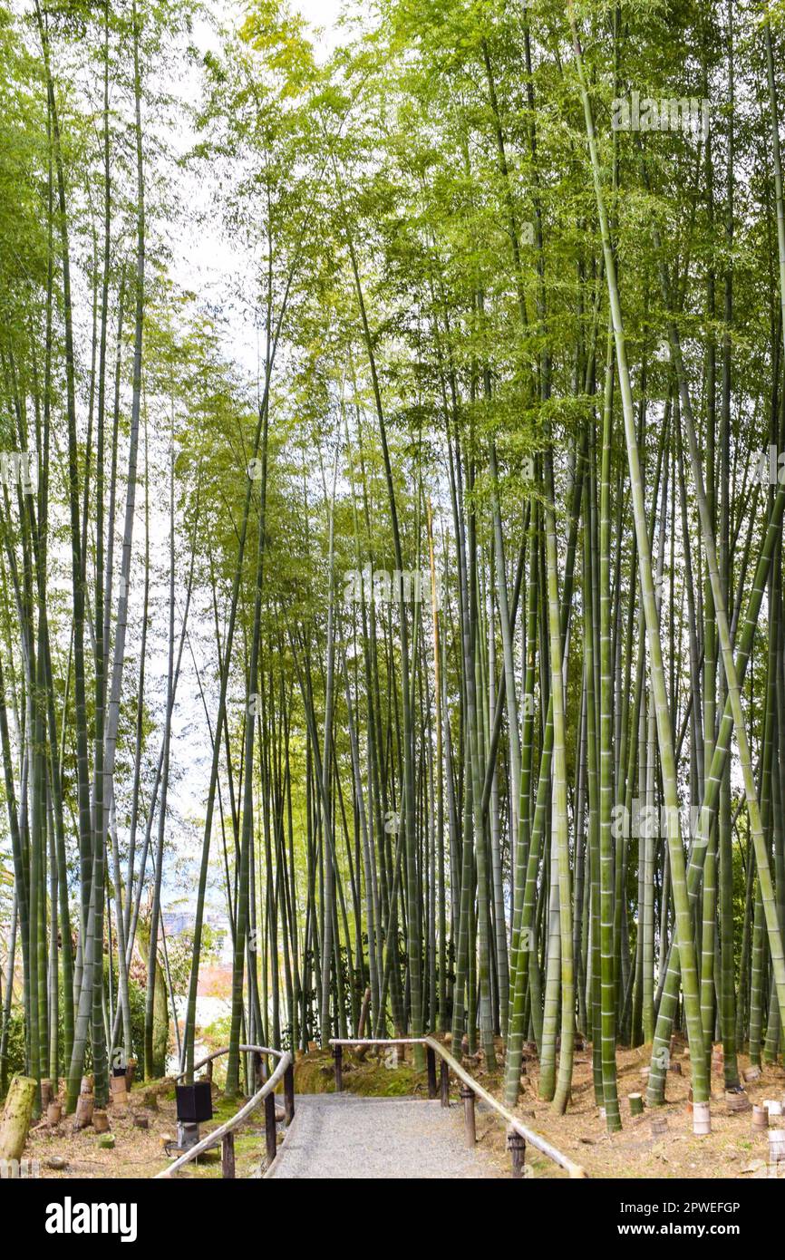 Kyoto, Japan April 1st 2019; Bamboo grove of Kodaiji temple Stock