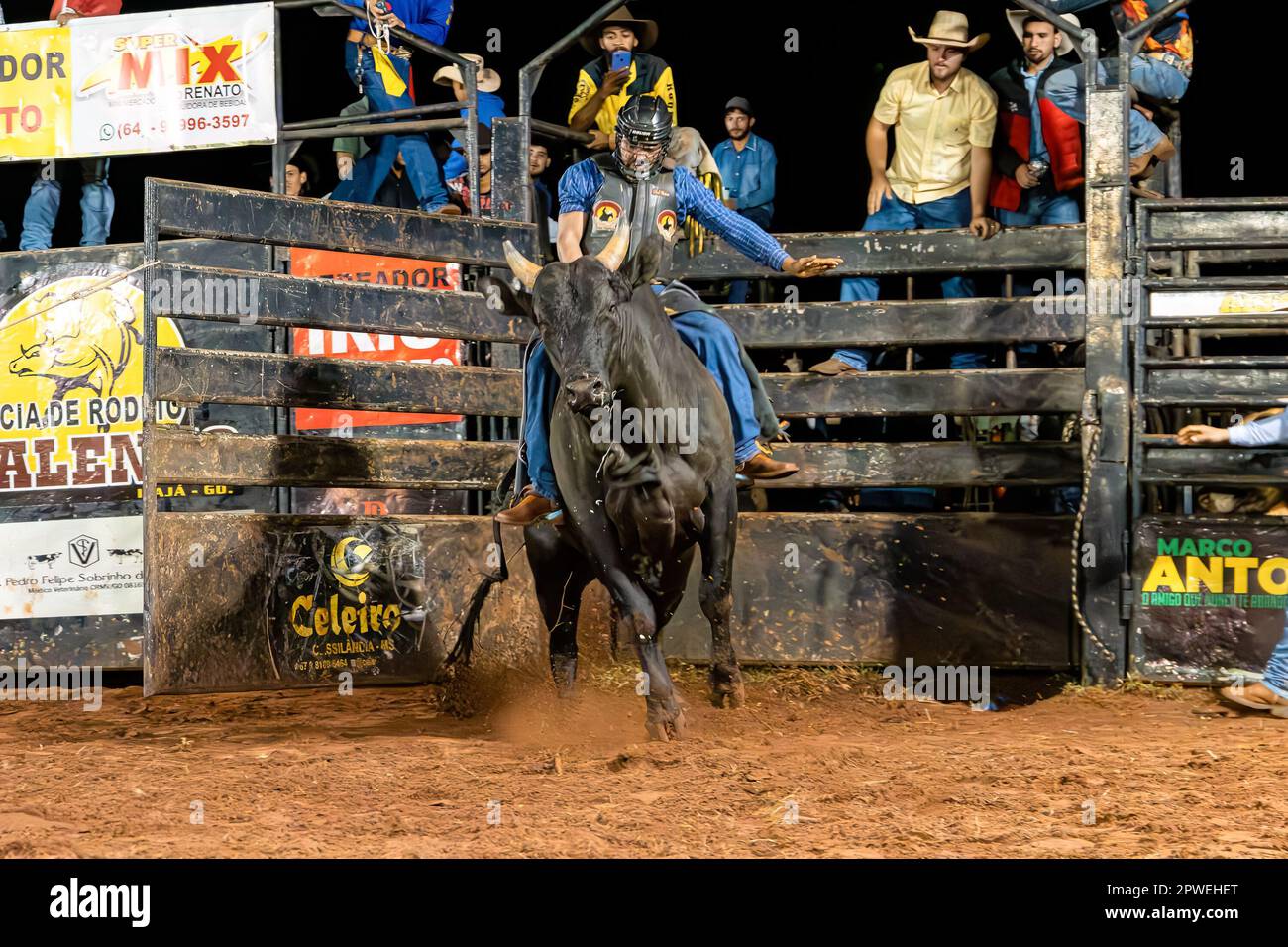 Itaja, Goias, Brazil - 04 21 2023: cowboy man riding a bull practicing ...
