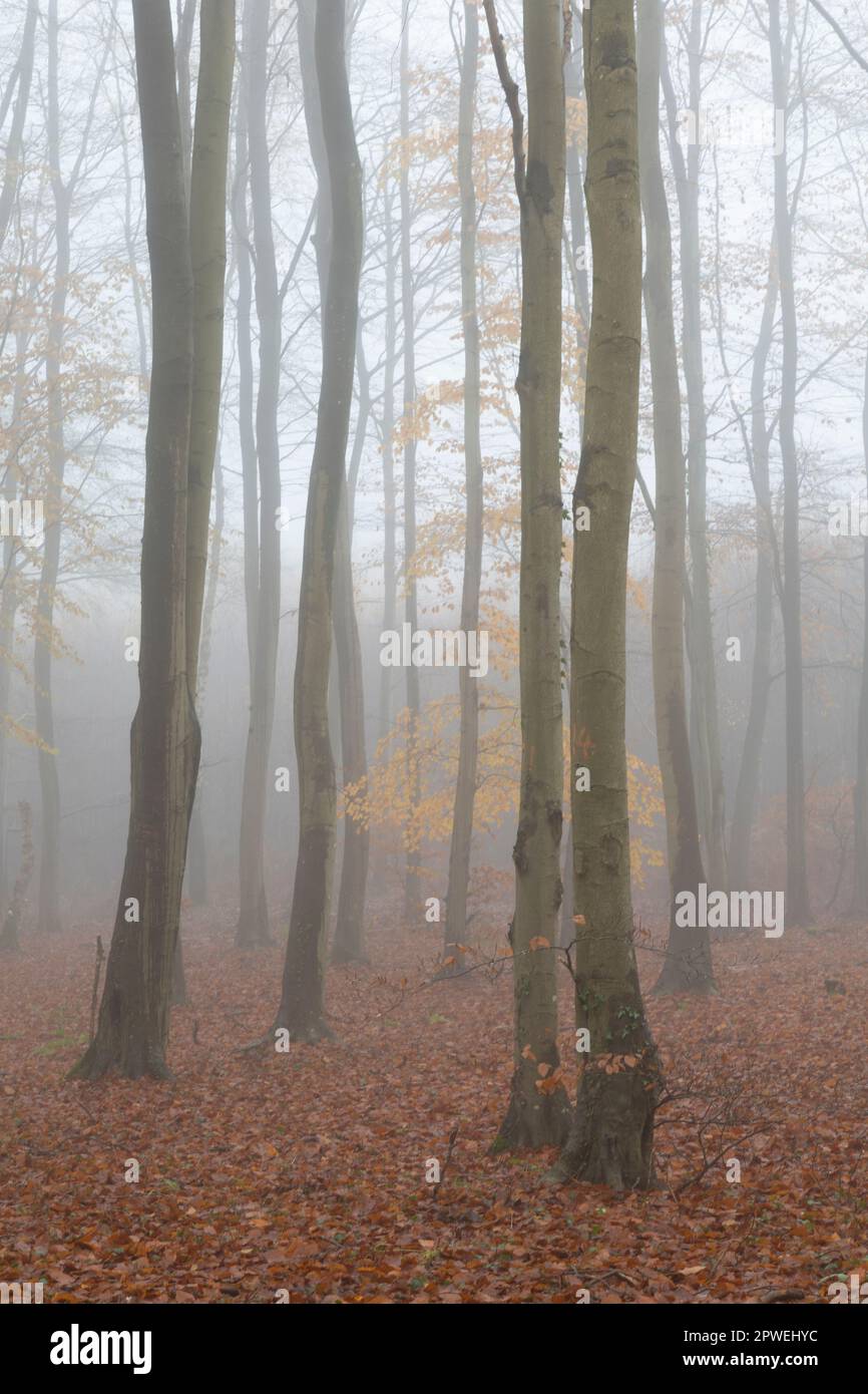 Beech woodland in misty conditions, Penalt, Monmouthshire, December. Stock Photo