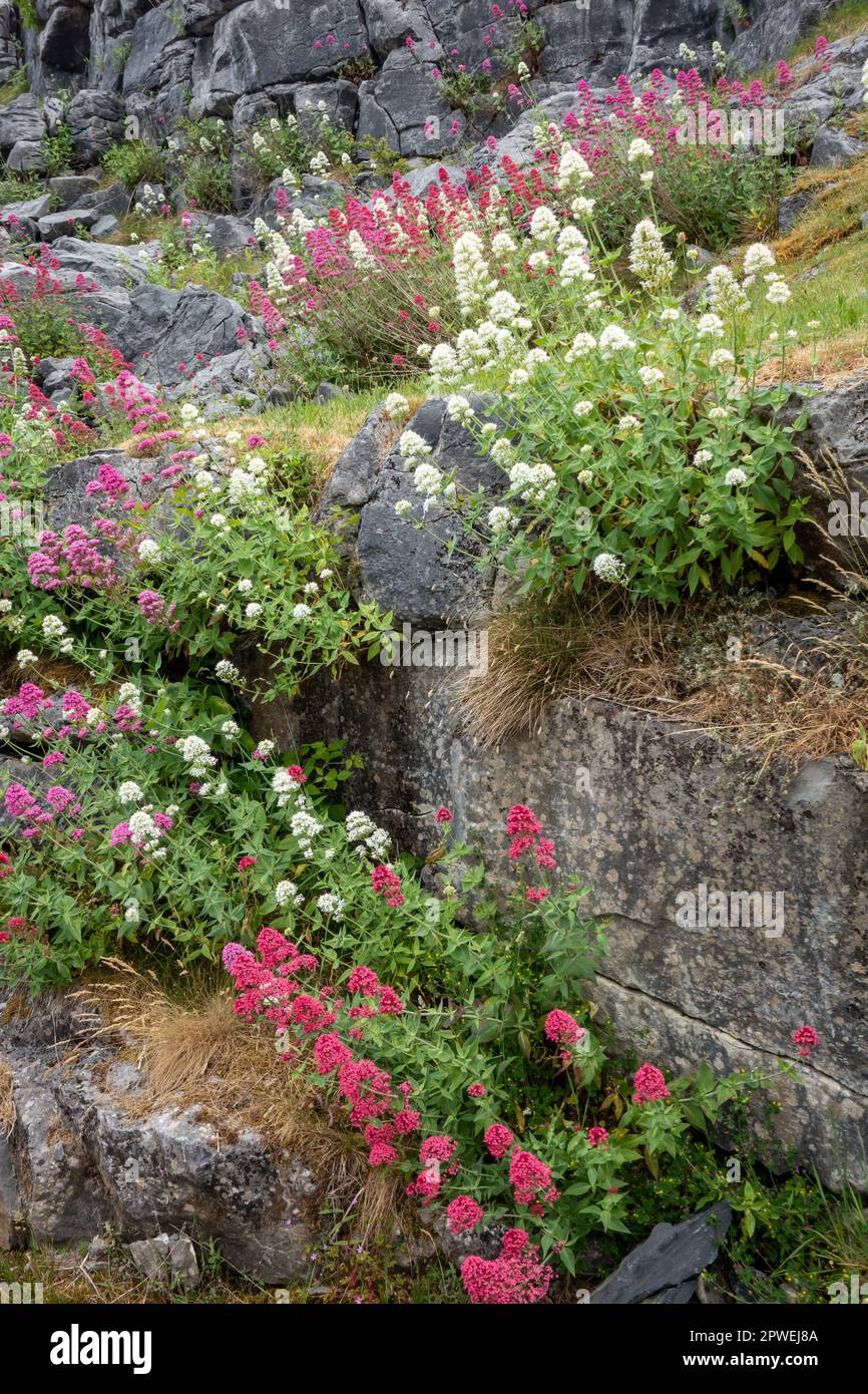 Wild Flowers Bloom Above Ground at Aillwee Cave (Ballyvaughan) in