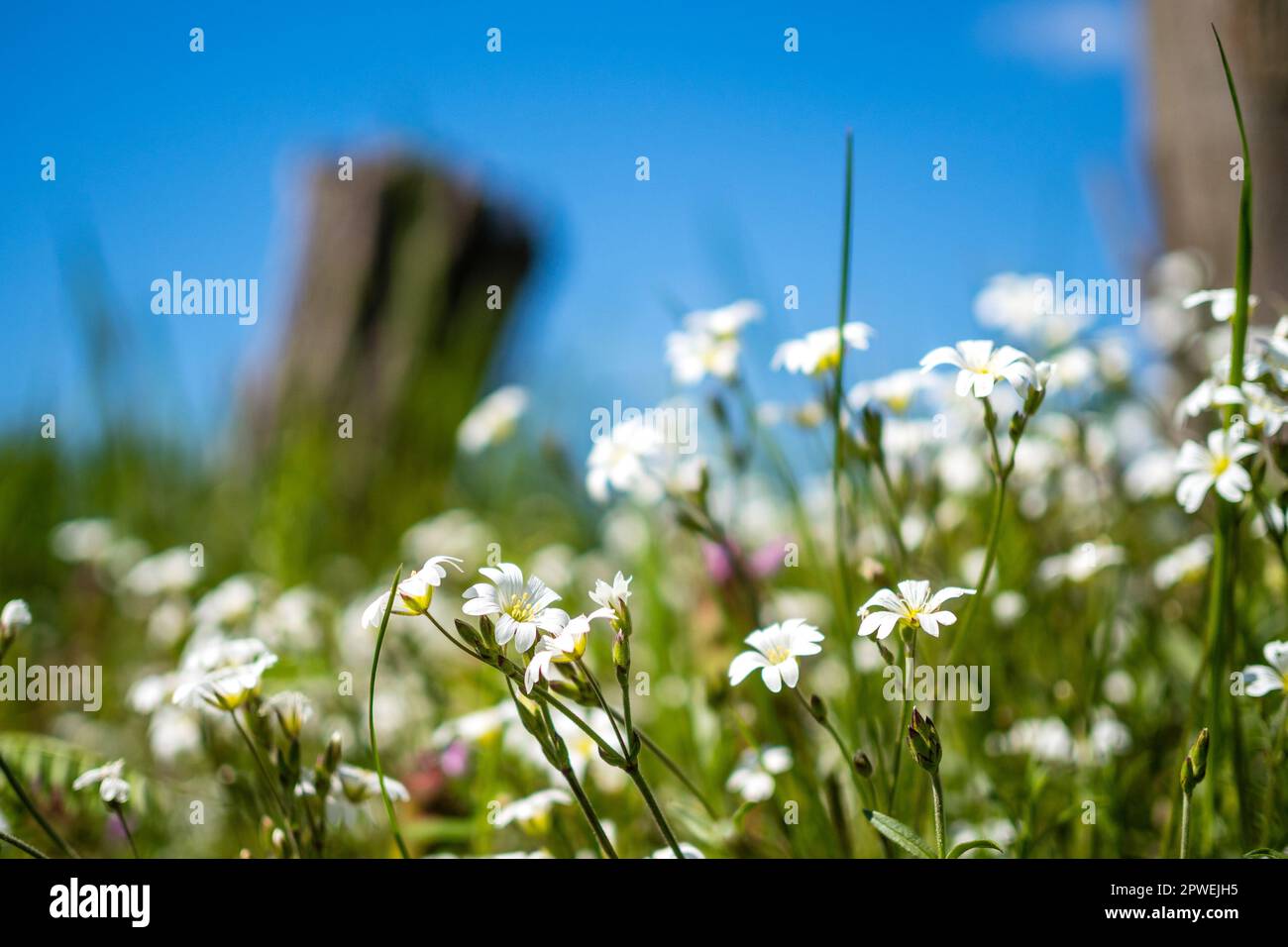 Leuthen, Germany. 30th Apr, 2023. On the side of a road grows the spring hungry flower. It is a very small annual weed and a very short-lived species. Flowering time is from March to May. Credit: Frank Hammerschmidt/dpa/Alamy Live News Stock Photo