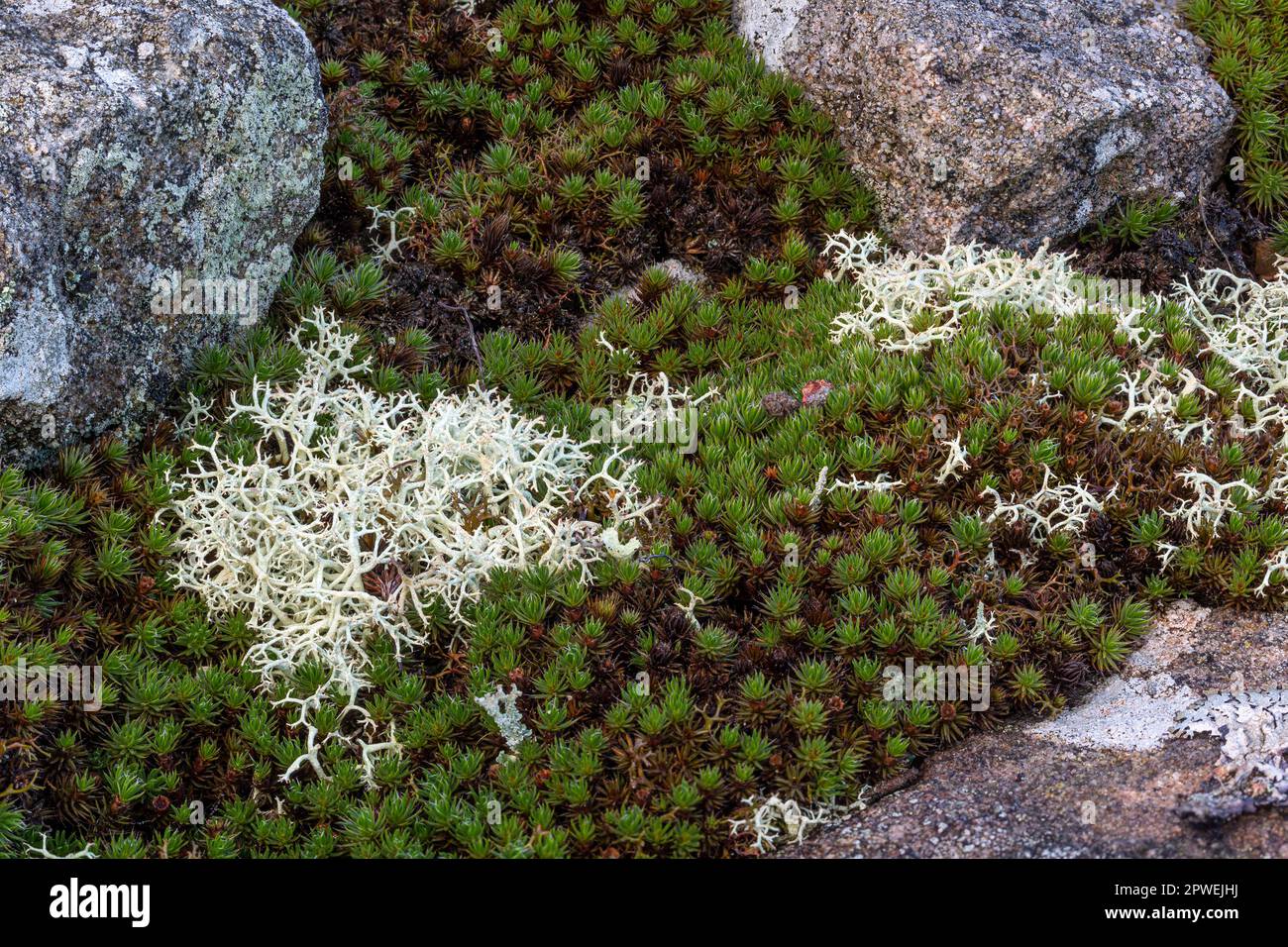 Bristly Haircap moss, Polytrichum piliferum and a lichen, 'Reindeer Moss', Cladonia portentosa, growing on the top of a stone wall. Ninewells, Monmout Stock Photo