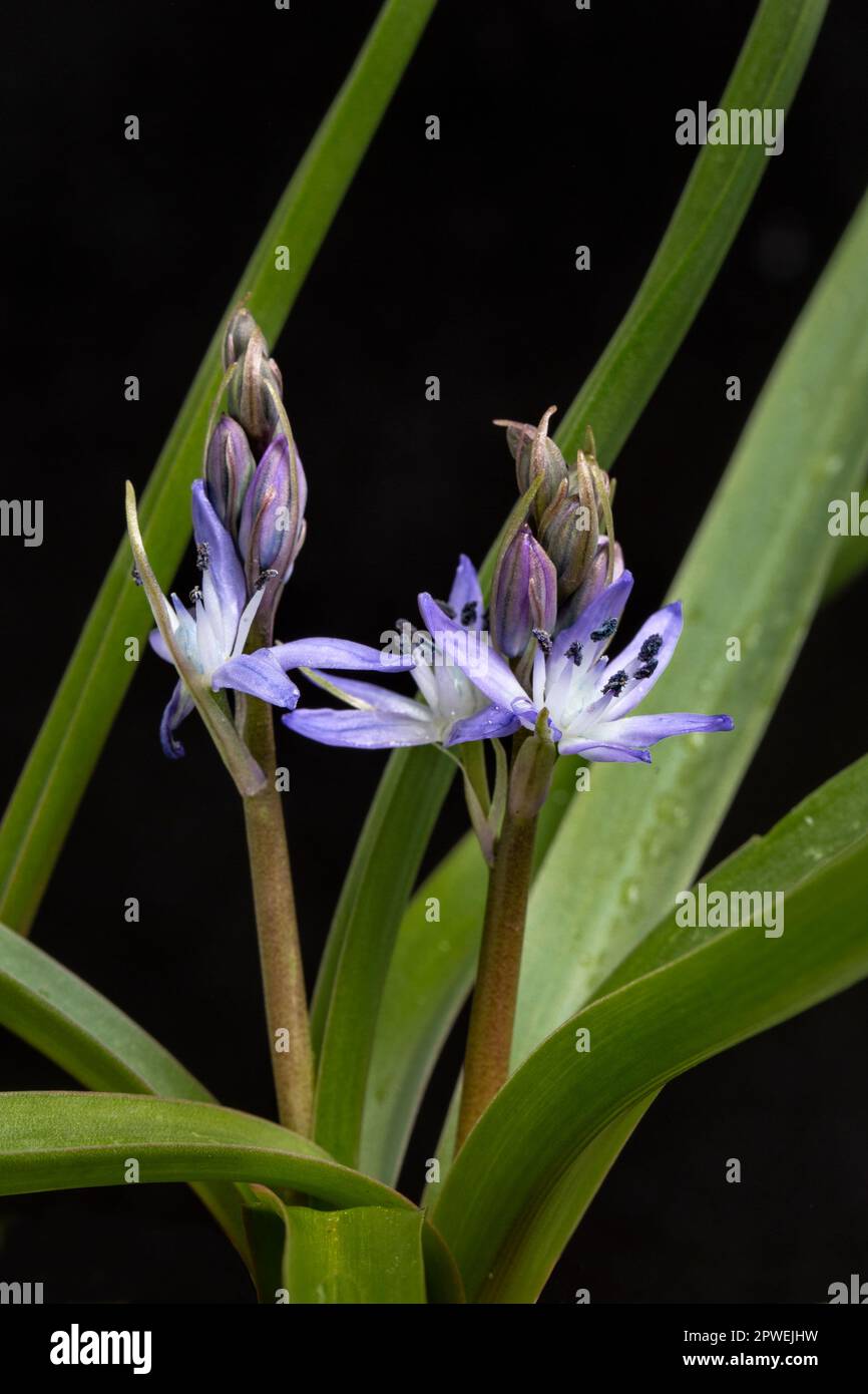 Hyacinthoides reverchonii, a small member of the Hyacinthaceae from Spain Stock Photo