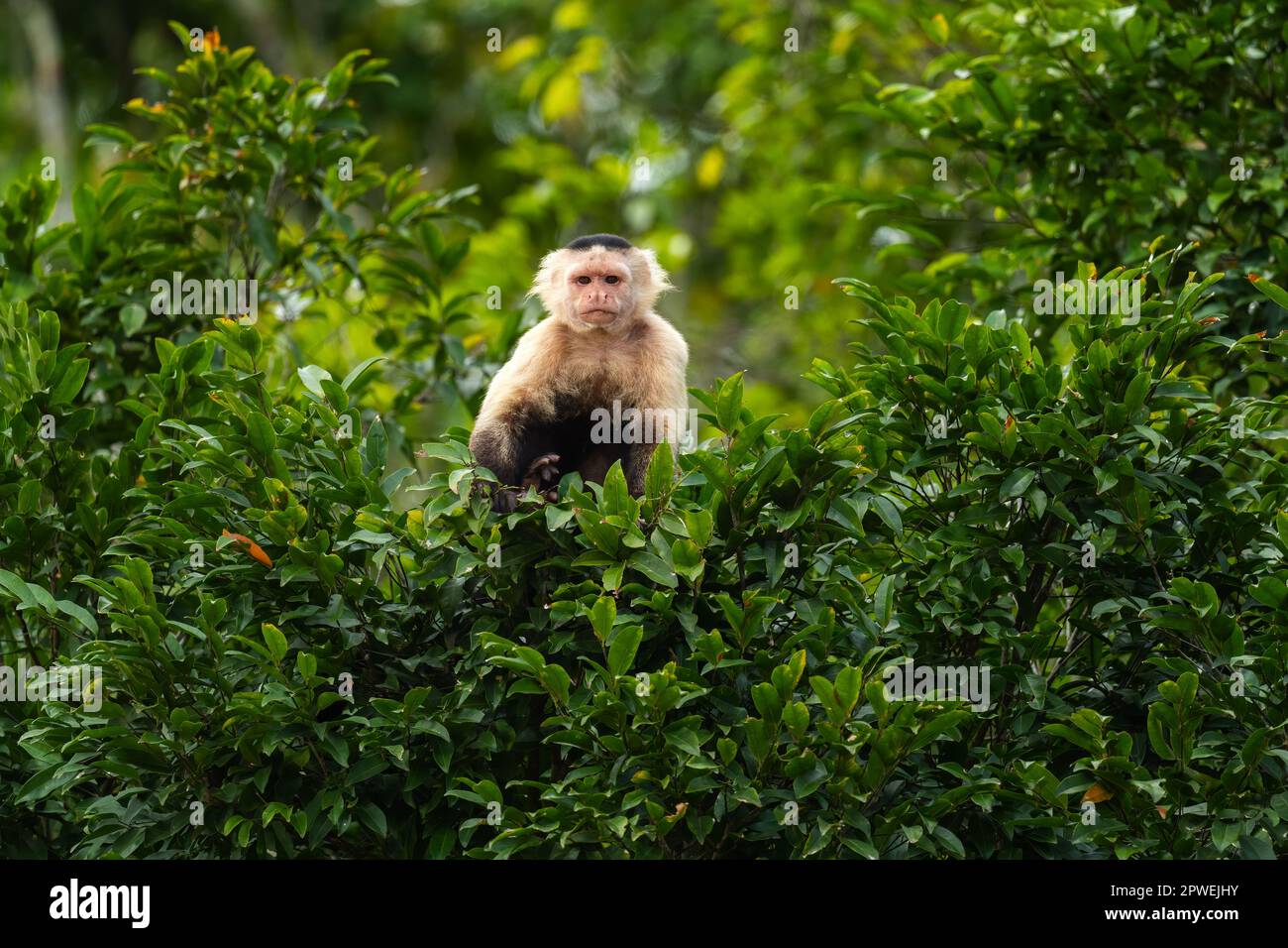 White-faced Capuchin - Cebus capucinus, beautiful brown white faced primate from Latin America forests, Gamboa forest, Panama. Stock Photo