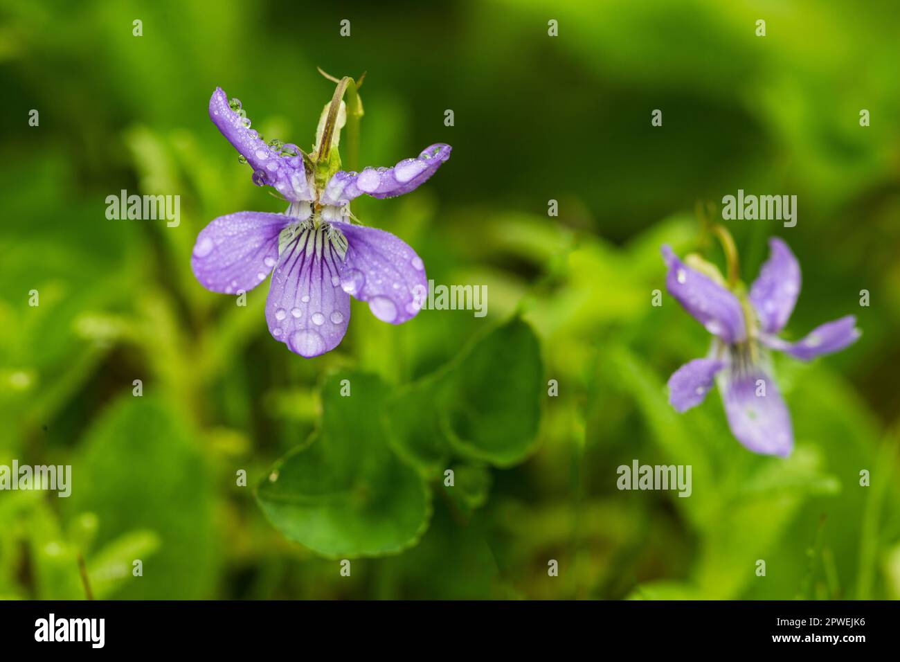 Comon Dog Violet, Viola riviniana, Monmouthshire, Wales. Family Violaceae. Stock Photo