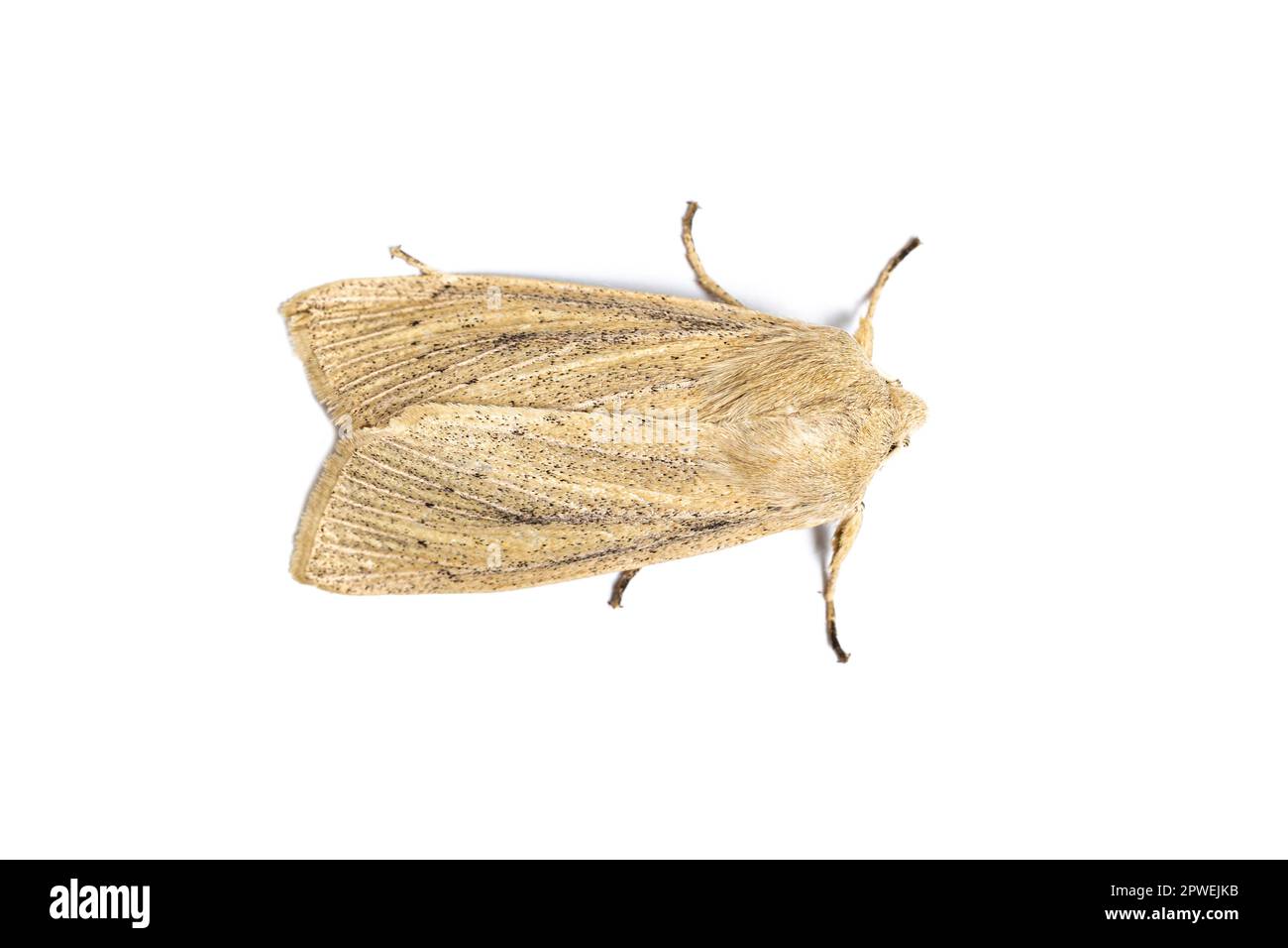 Large Wainscot Moth, Rhizedra lutosa, Monmouthshire, Wales, UK Stock Photo