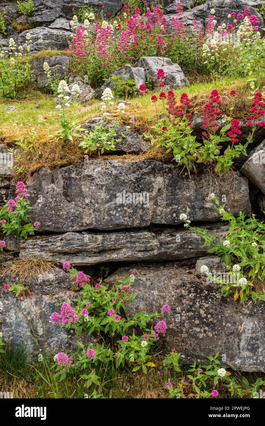 Wild Flowers Bloom Above Ground at Aillwee Cave (Ballyvaughan) in