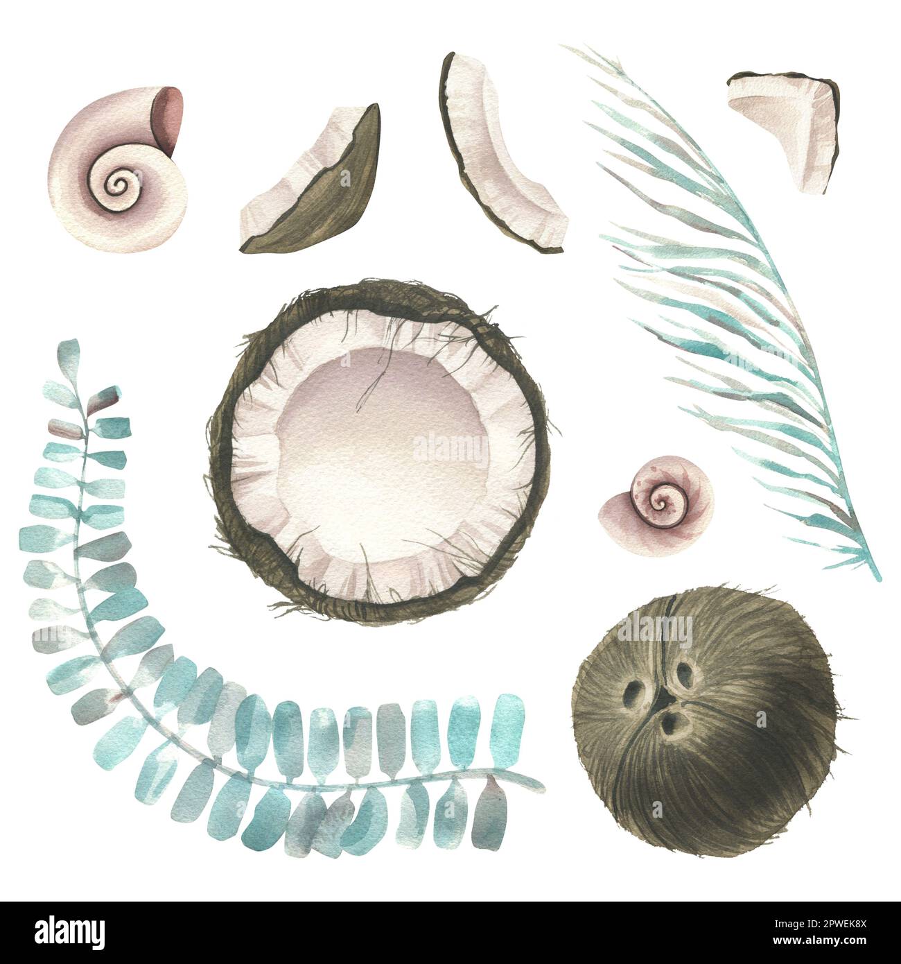 Whole coconuts and slices with tropical palm leaves and seashells. Watercolor illustration. Set isolated elements on a white background. For the Stock Photo