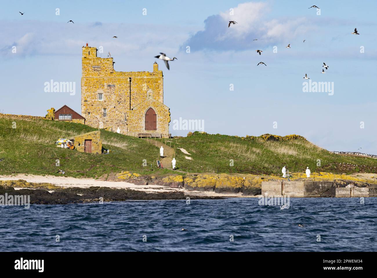 Farne Islands UK bird flu; Prior Castell's Tower and bird scientists wearing  hazmat suits due to bird flu; Farne Islands Northumberland UK birds. Stock Photo