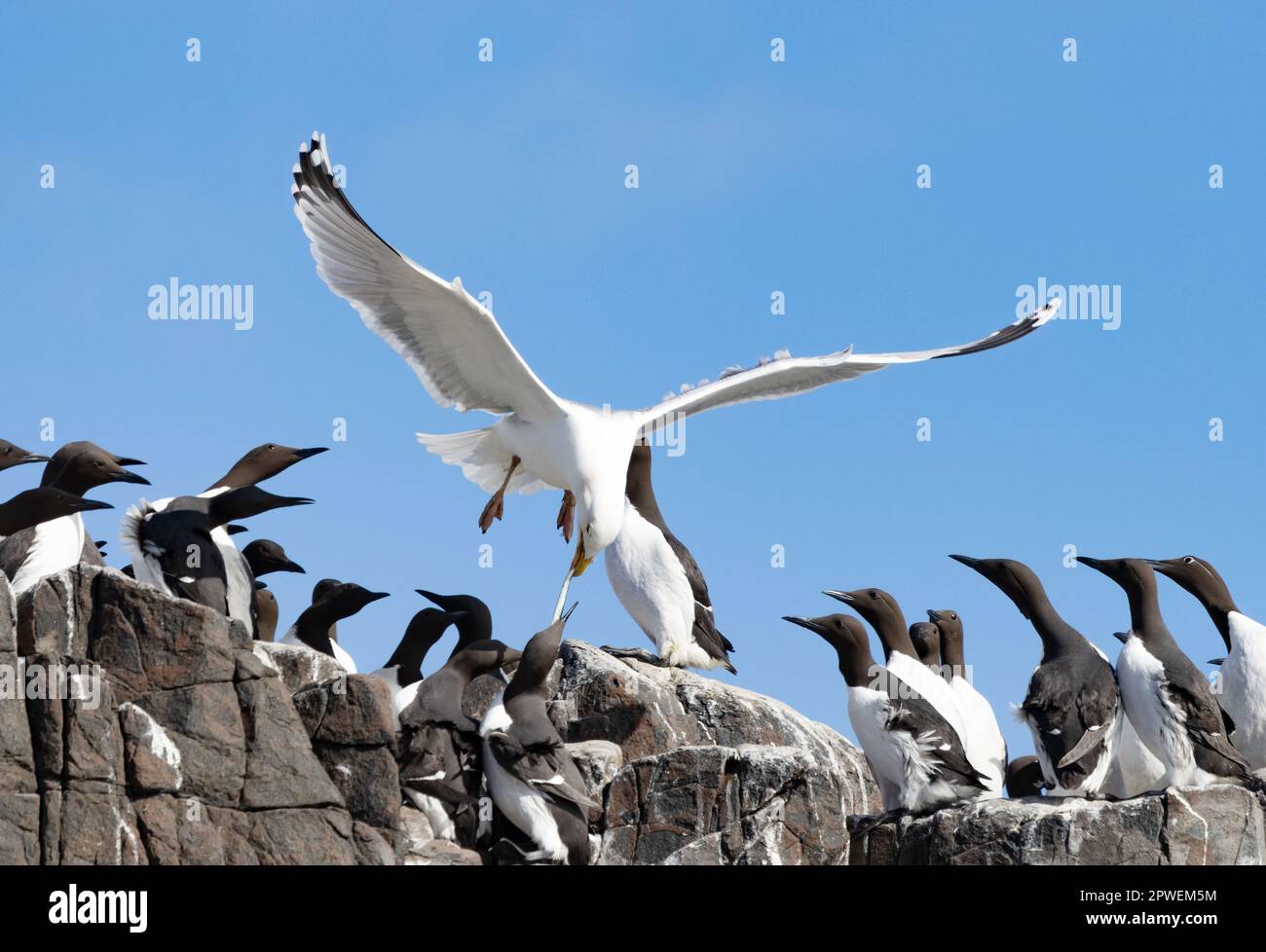 A European Herring Gull, Larus argentatus, stealing food from a Common Guillemot, Uria aalge; the Farne Islands, UK. British birds - animal behaviour. Stock Photo