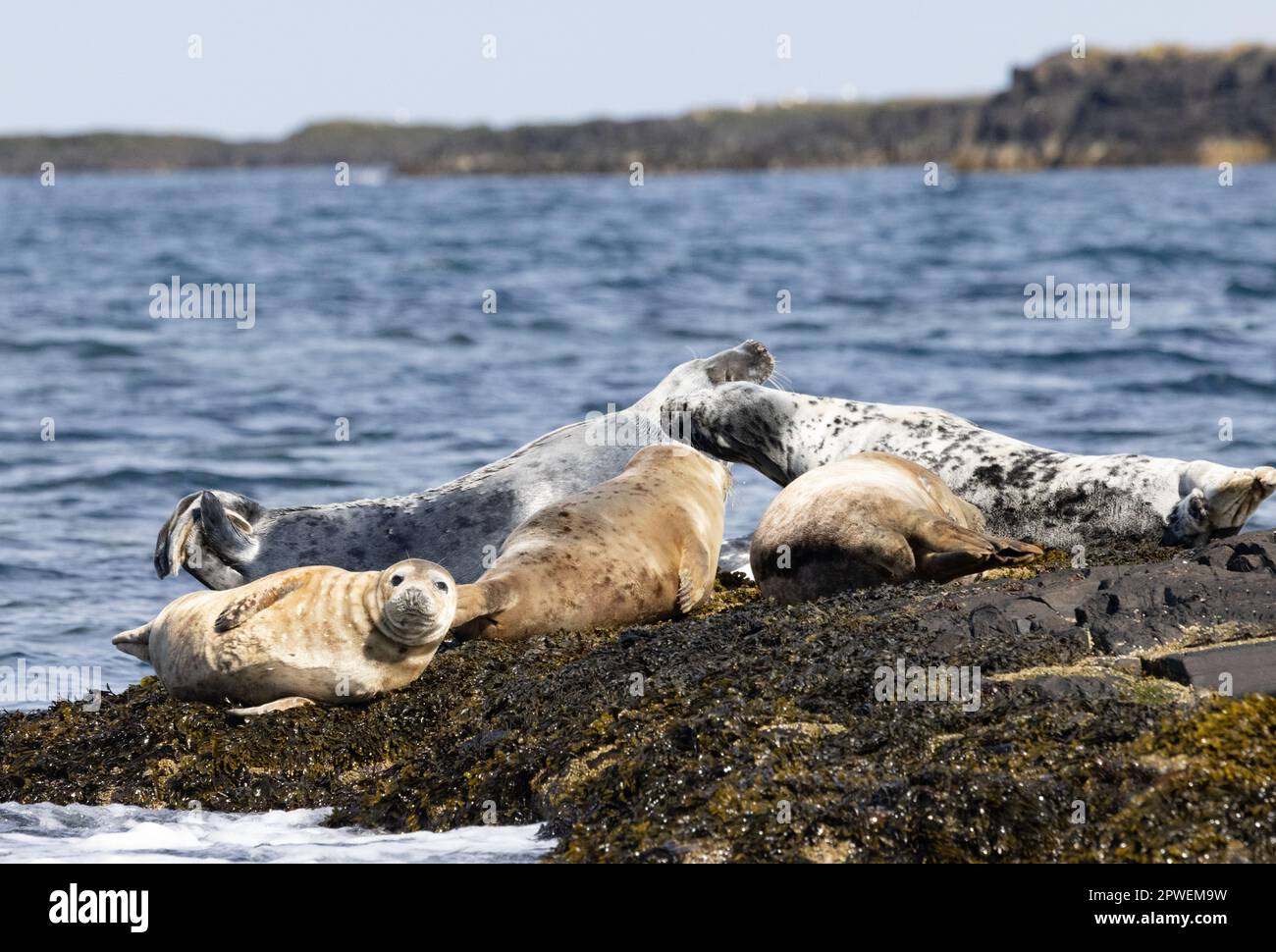 grey-seal-uk-halichoerus-grypus-a-group-of-grey-seals-on-the-rocks