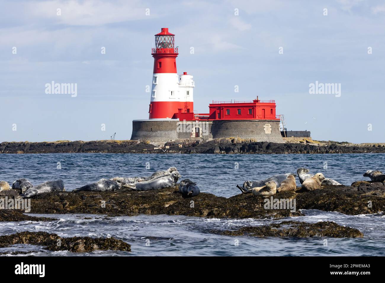 Farne Islands UK - Longstone lighthouse on the Farne islands with Grey seals, Halichoerus grypus,on the rocks; Farne Islands, Northumberland UK coast. Stock Photo