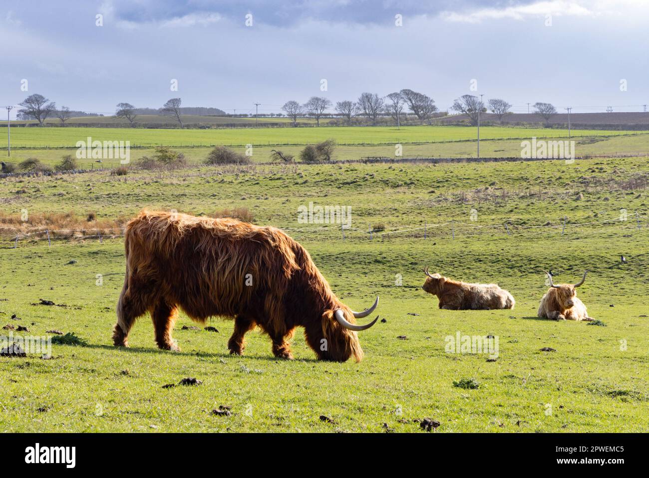 Landscape with Highland cattle on a farm in Northumberland UK - example of cattle farming UK agriculture. Stock Photo