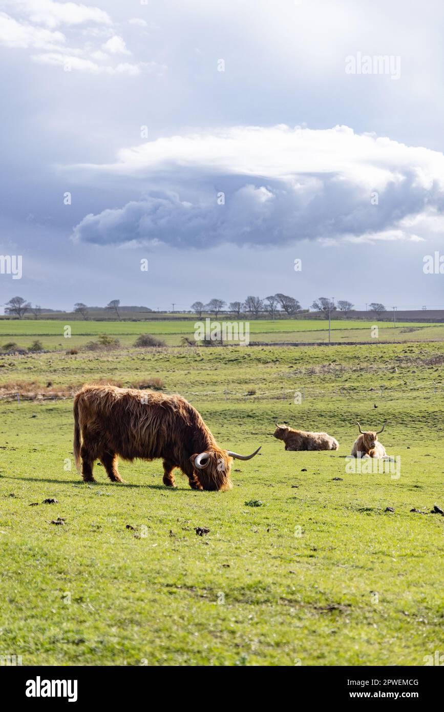 Landscape with Highland cattle on a farm in Northumberland UK - example of cattle farming UK agriculture. Stock Photo