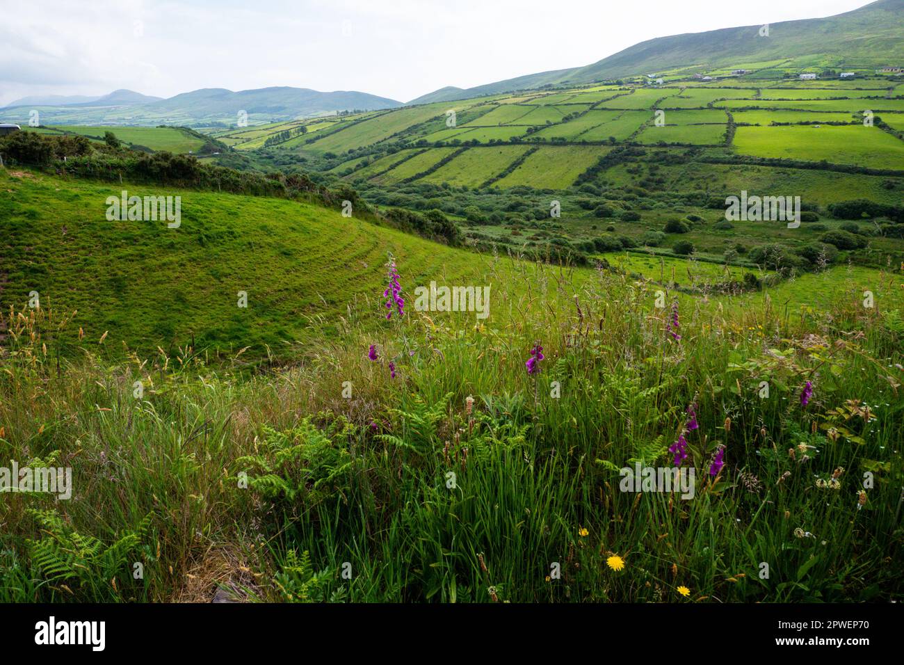 Irish Landscape of Rolling Green Hills Stock Photo