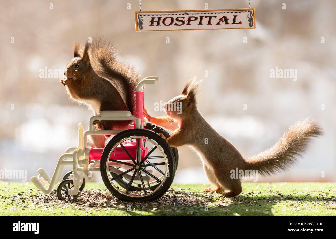 red squirrels are standing with a wheelchair Stock Photo - Alamy