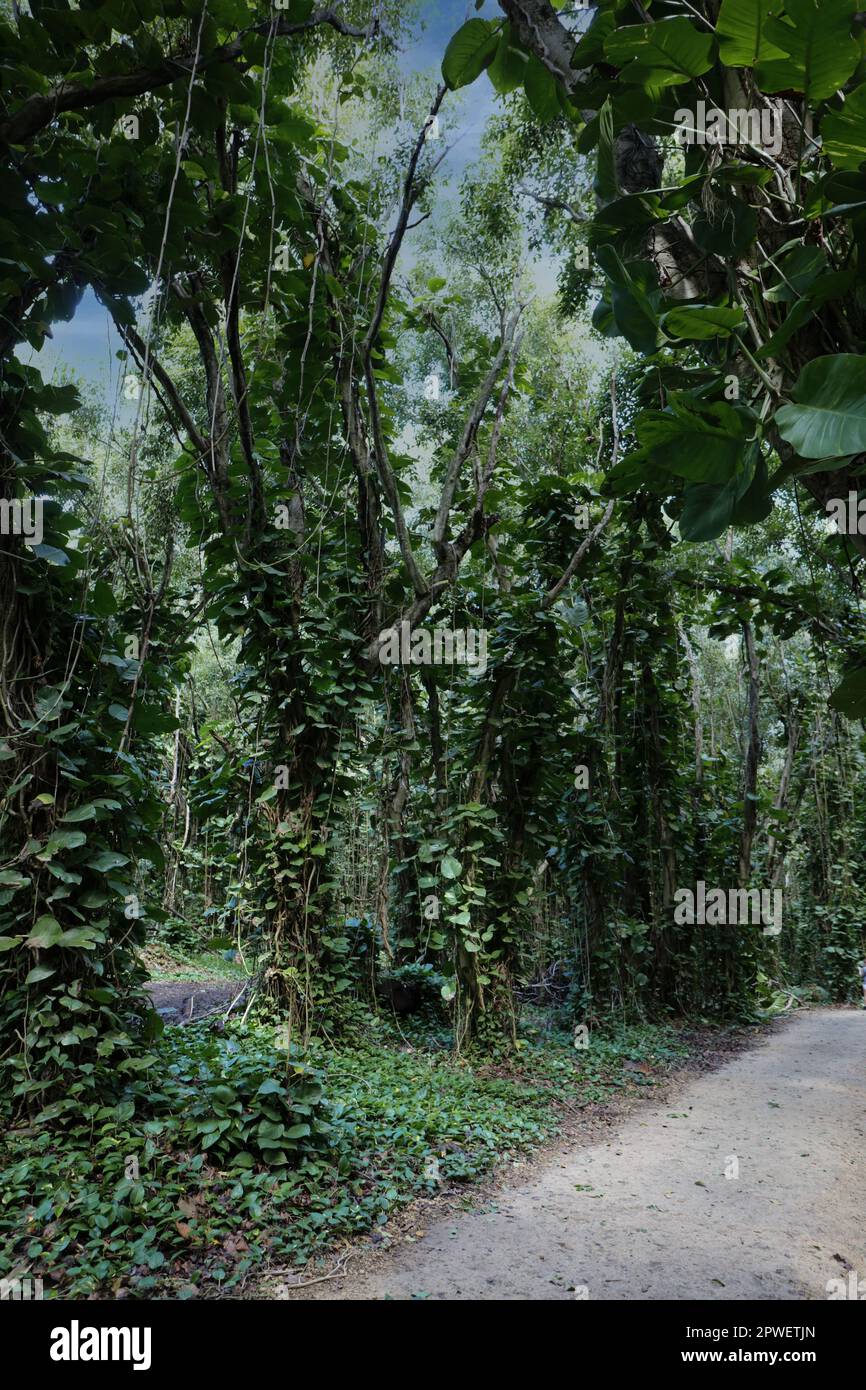 Trees, vines and plants in a rainforest lining a walking path in Napali Coast State Wilderness Park in Kauai, Hawaii, USA Stock Photo