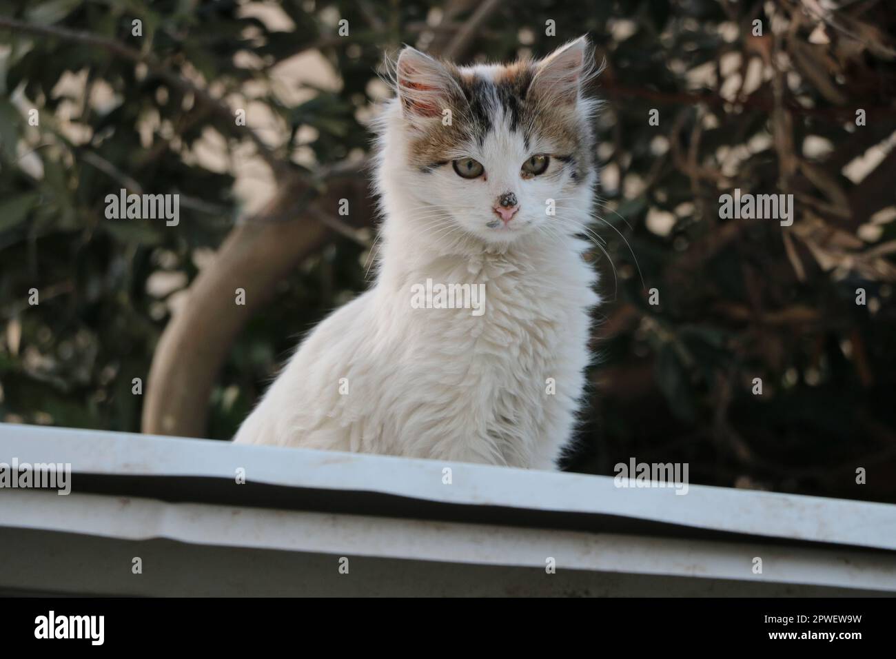 Sitting cat vector hi-res stock photography and images - Alamy