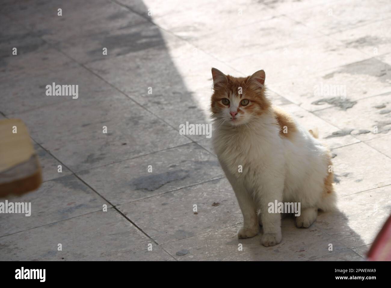 Sitting cat vector hi-res stock photography and images - Alamy