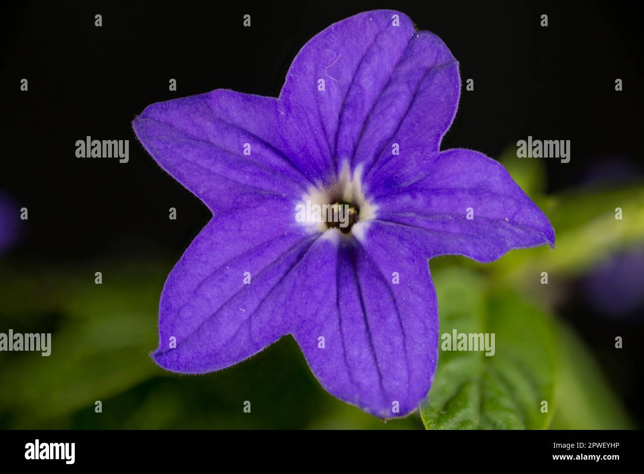 Close up of a single purple Browallia hybrid bloom (Endless Illumination) Stock Photo