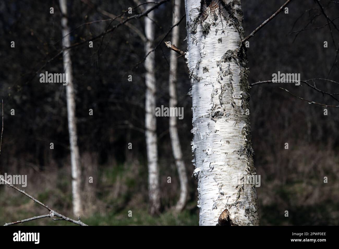 birch trunk in a spring day in forest Stock Photo