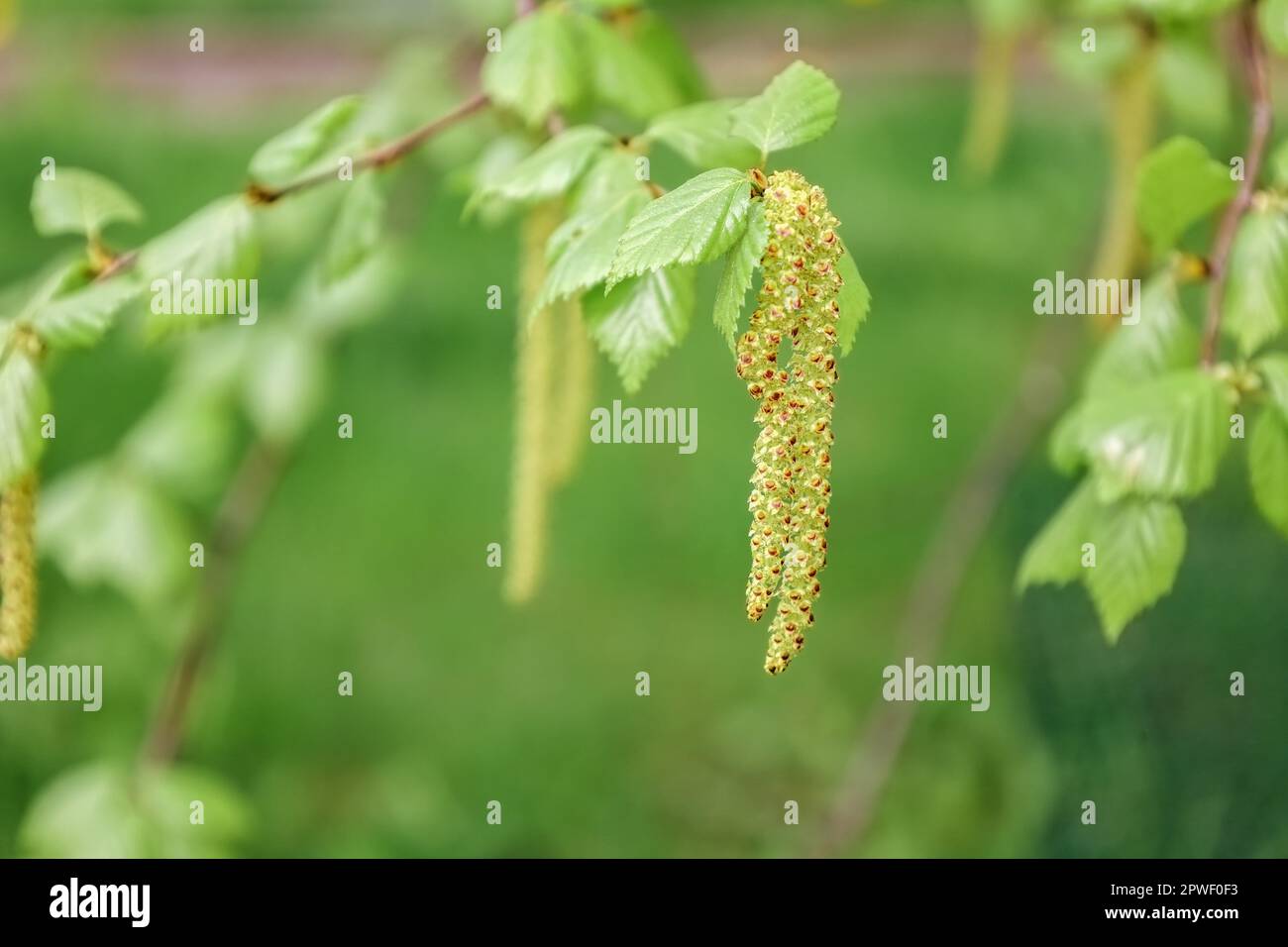 Flowers of thinleaved deciduous hardwood tree in family Betulaceae. Blossom, pollen of Betula
