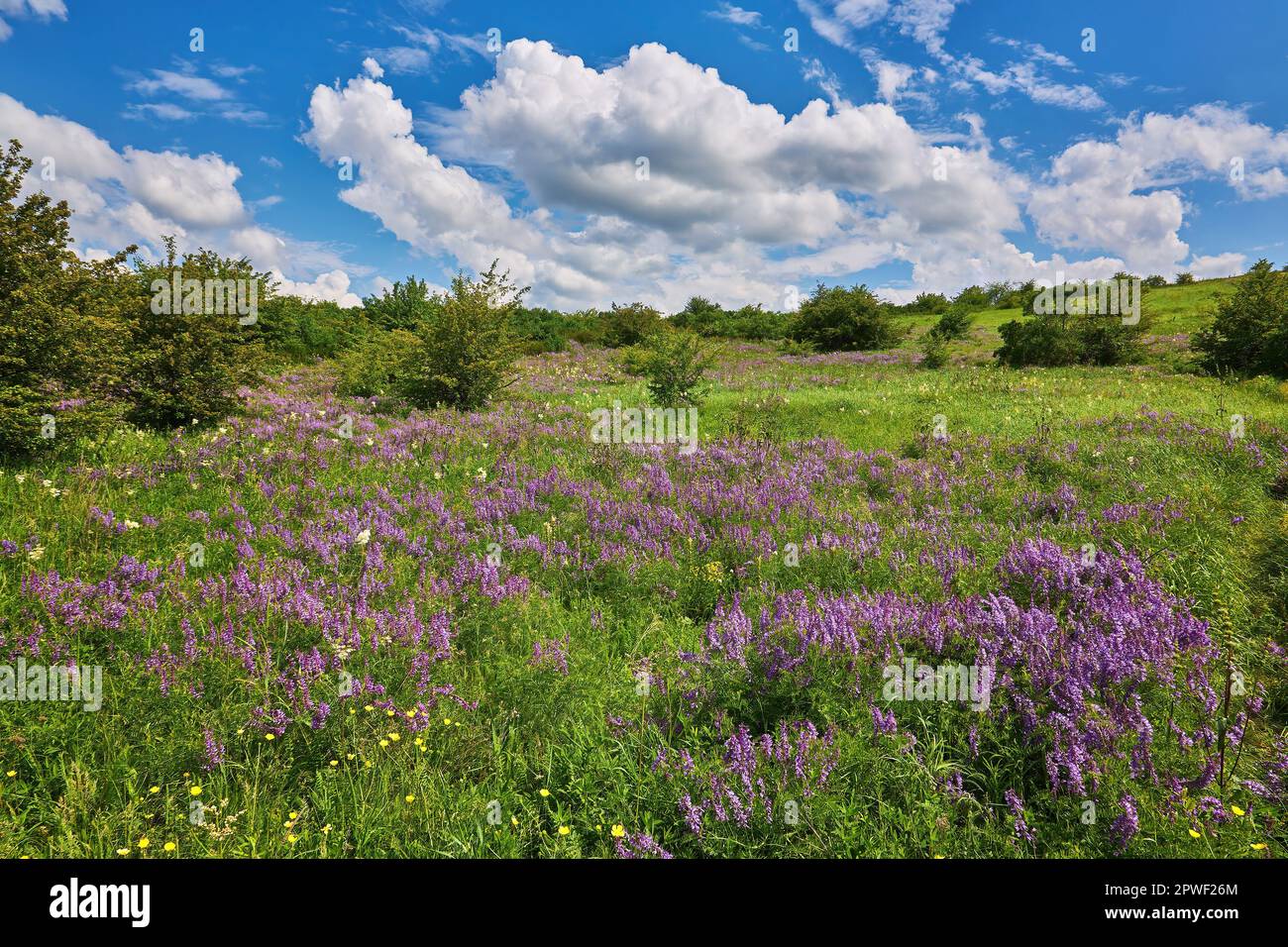 Beautiful meadow field with fresh grass and yellow dandelion flowers in ...