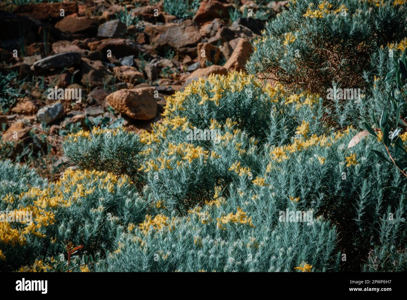 Nature background. Small yellow flowers on a rocky ground Stock Photo