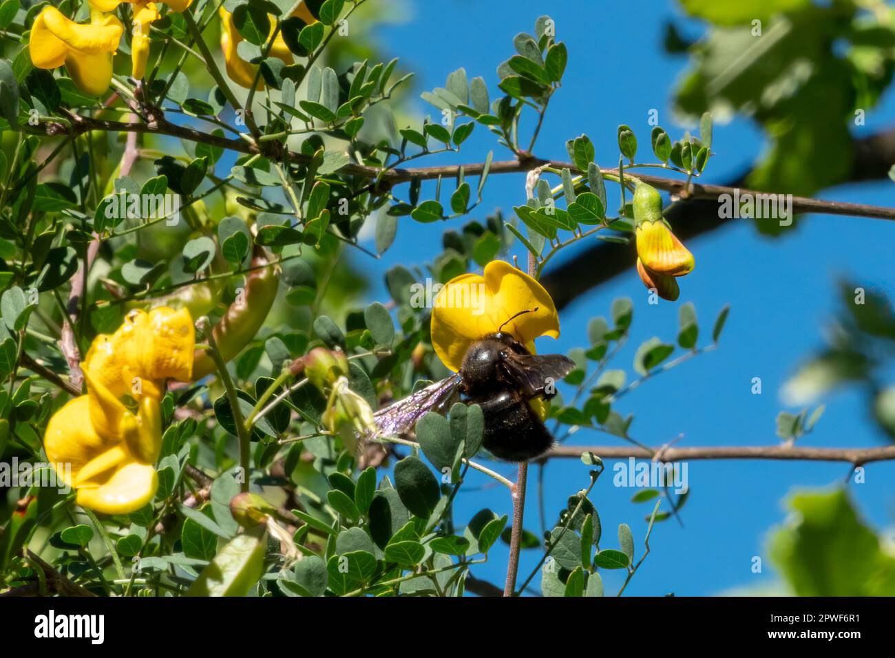 A bumblebee sucking on a yellow flower Stock Photo