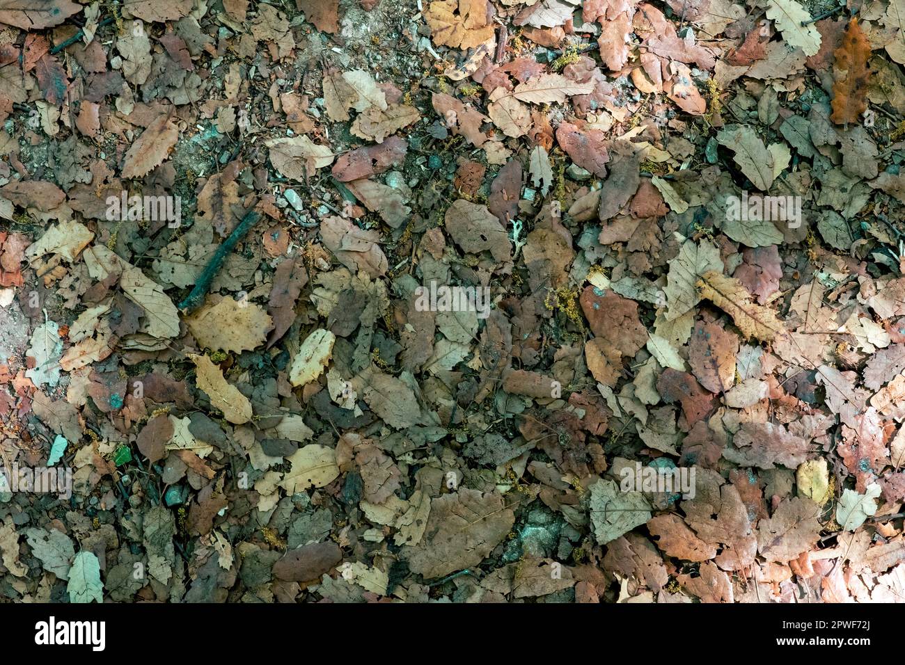 Nature background. Many dry leaves of different shapes deposited on the forest floor. Autumnal background. Stock Photo