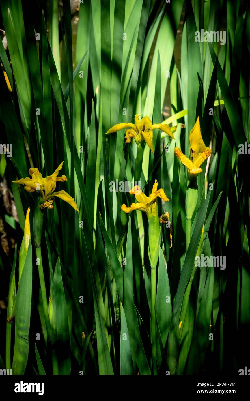 Nature background with yellow lilies among dark green leaves Stock Photo