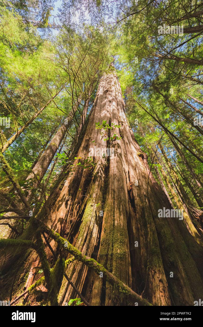 A tall Douglas Fir tree in the ancient old growth forest Upper Avatar Grove near Port Renfrew on Vancouver Island, British Columbia. Stock Photo