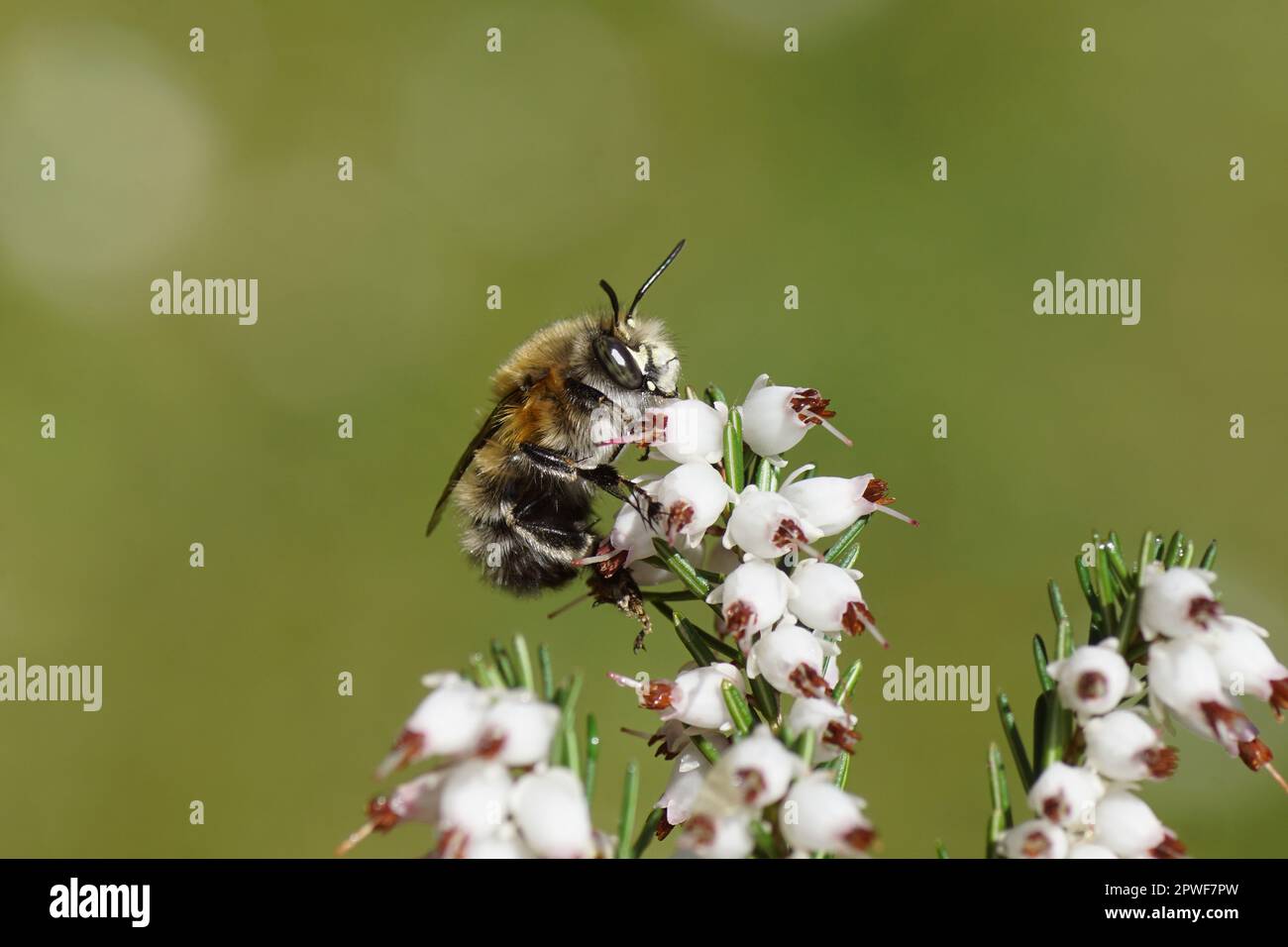 Close up hairy-footed flower bee (Anthophora plumipes) o nwhite flowers of Winter heath (Erica carnea). Dutch garden, Spring, April, Netherlands Stock Photo