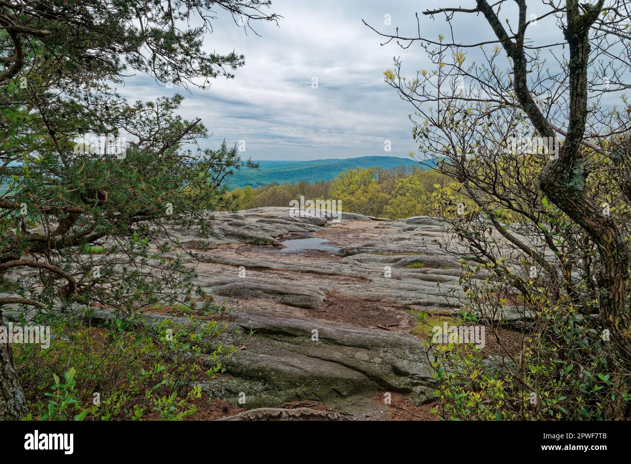 Standing near the edge on the wavy rock with water puddles surrounded by small trees looking out with the mountains in the far distance with an overca Stock Photo