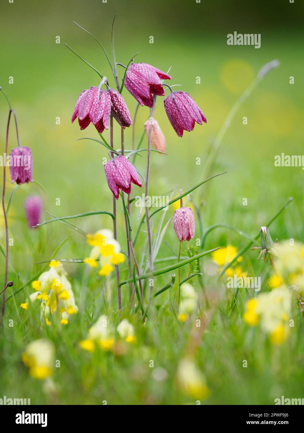 Snakeshead fritillary Fritillaria meleagris flowering amongst cowslip at Cricklade North Meadow Wiltshire Stock Photo